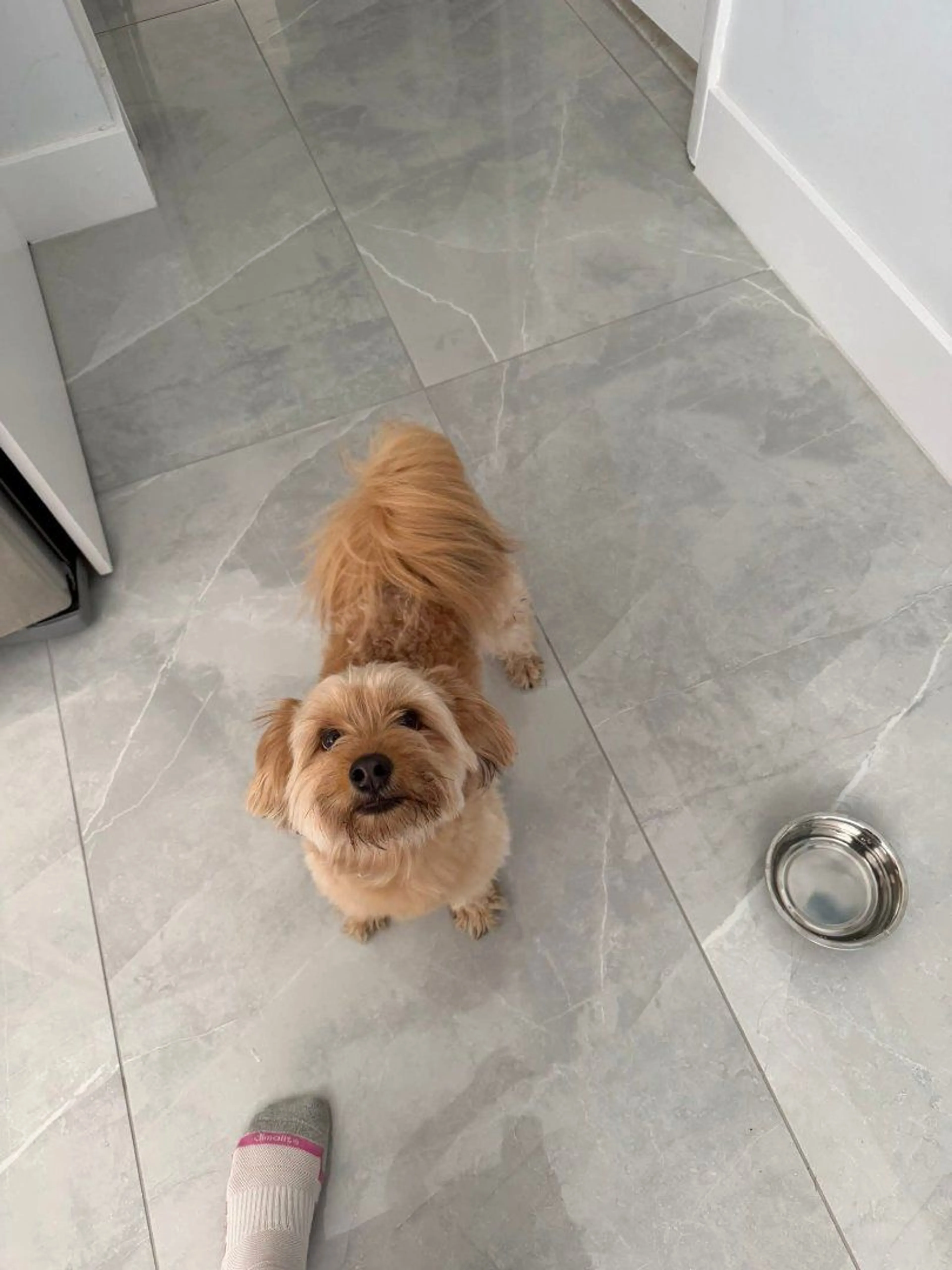 Lost pet-0