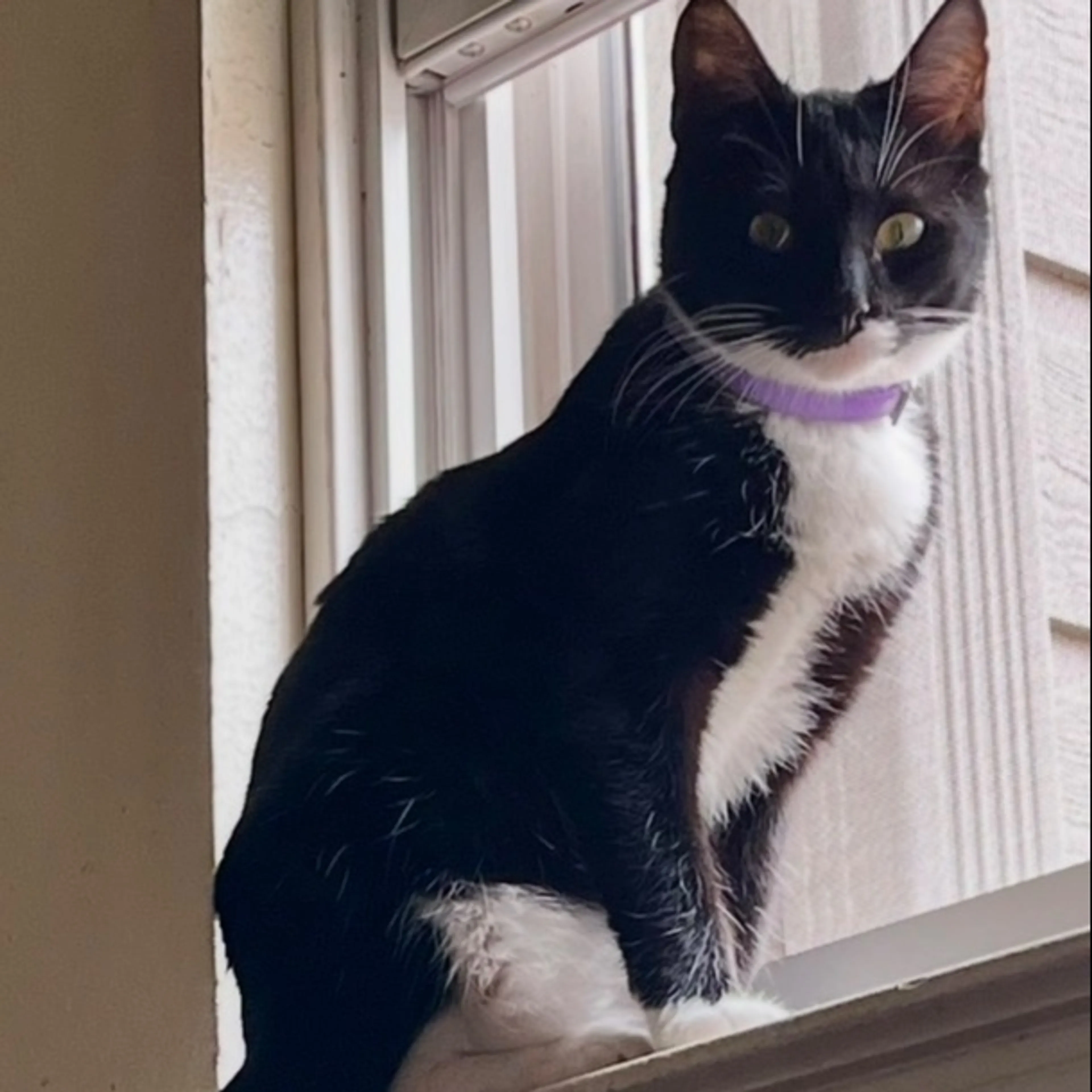 Lost pet