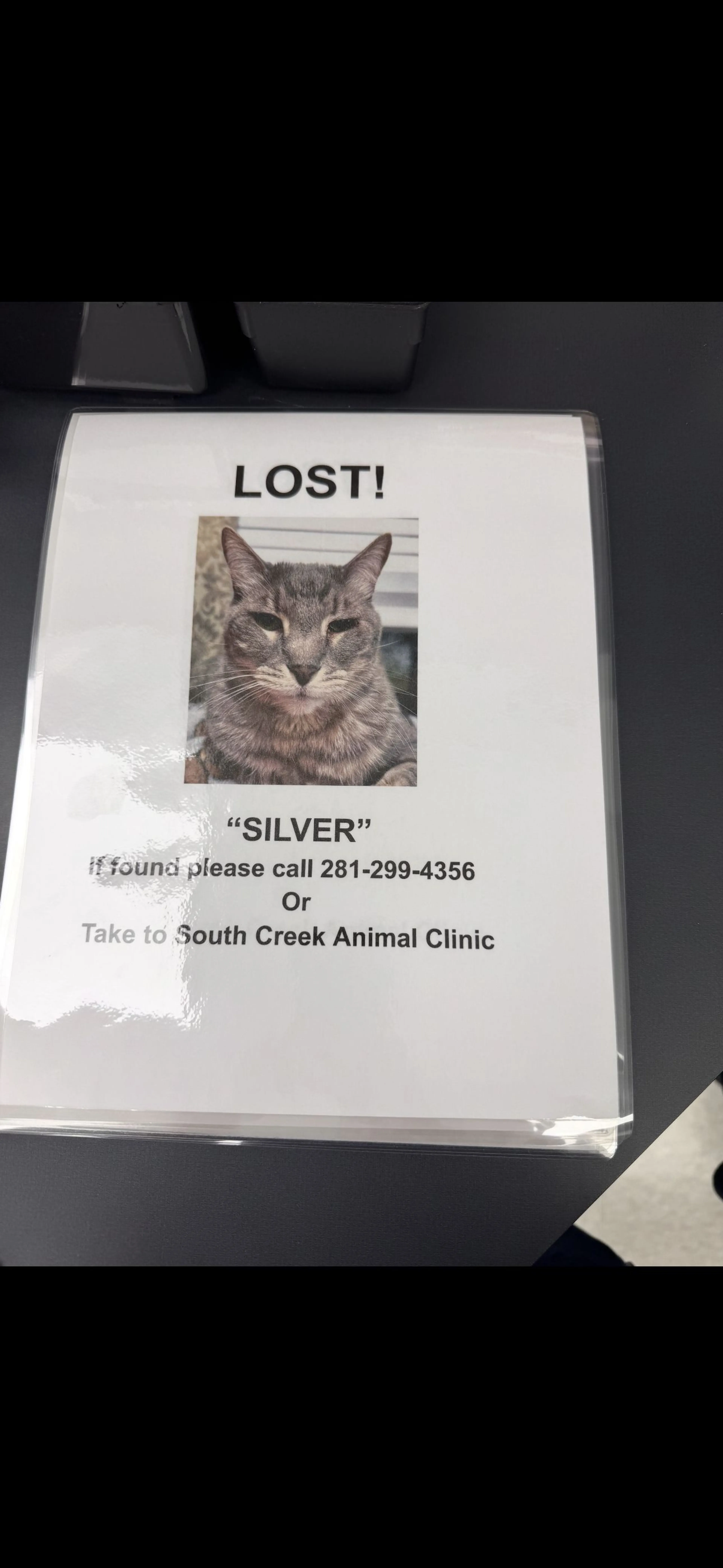 Lost pet