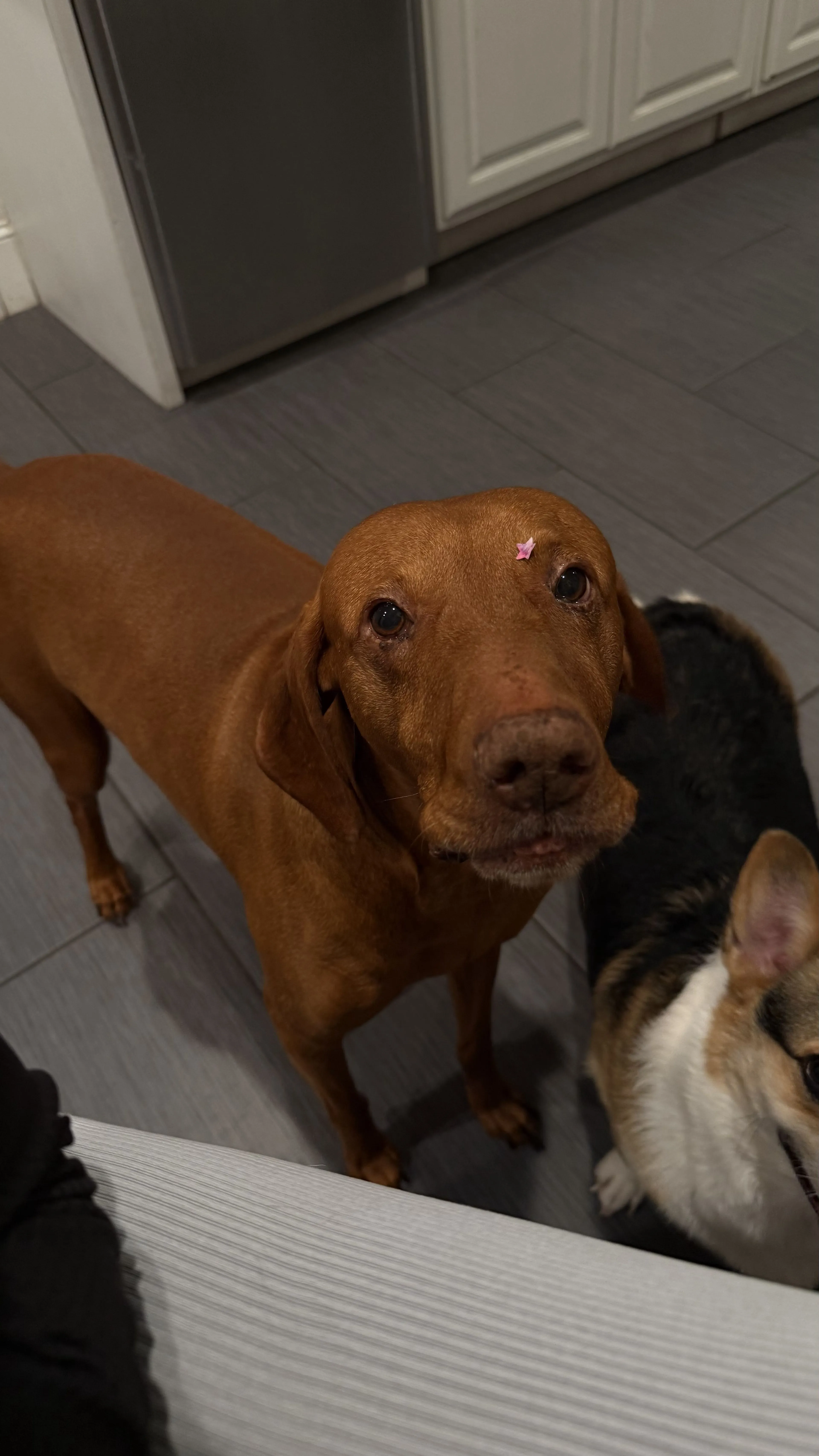 Lost pet