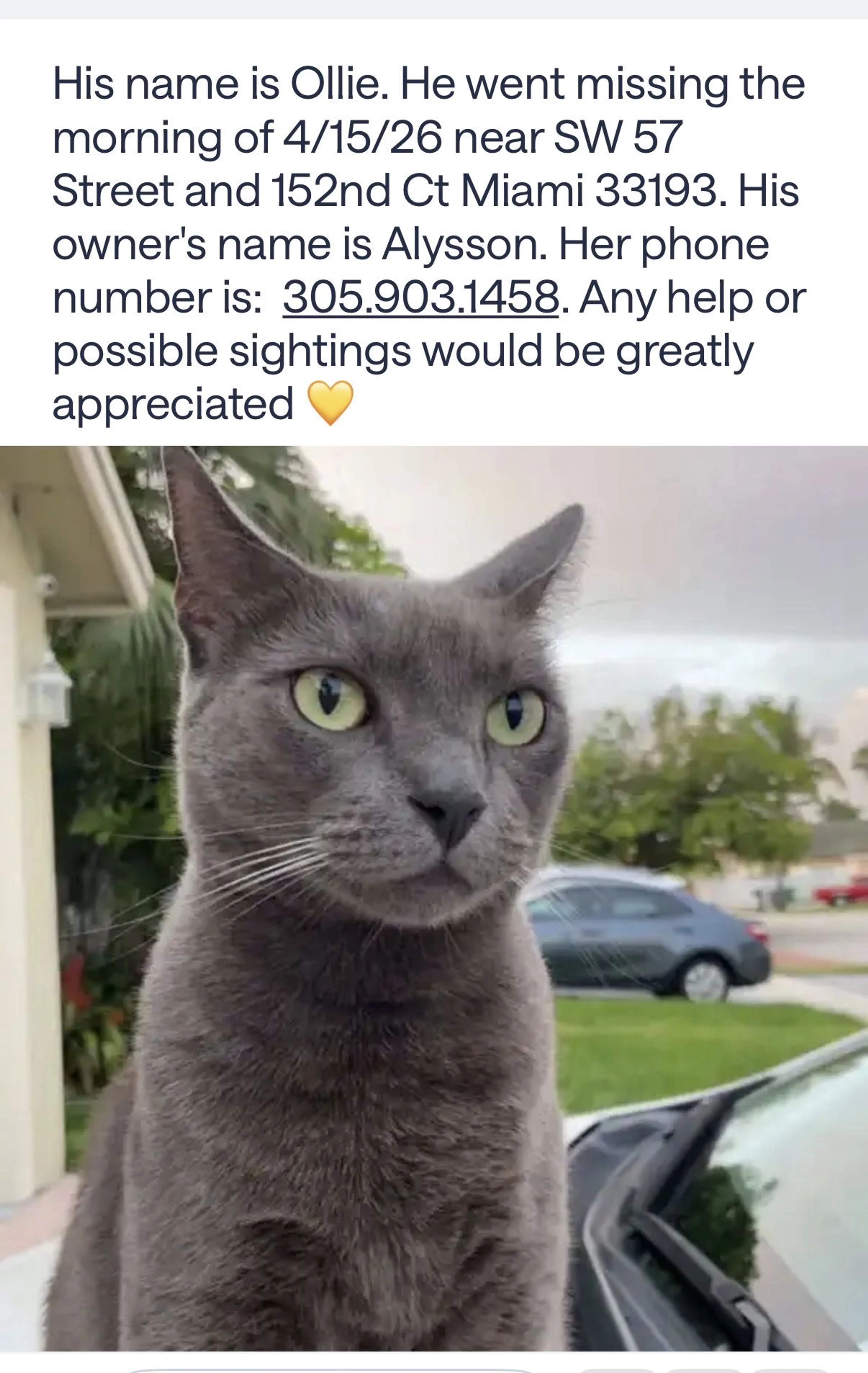 Lost pet