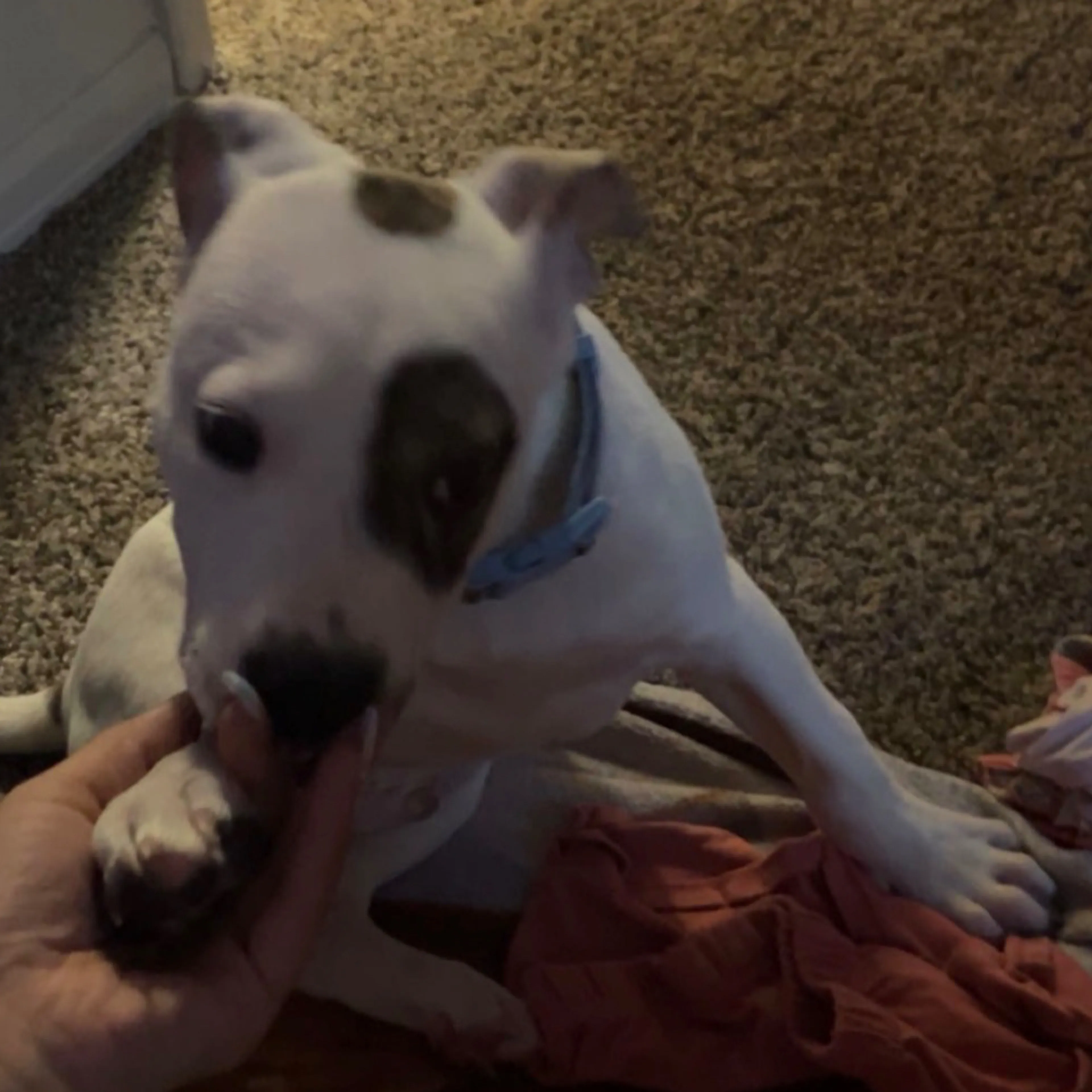 Lost pet-2