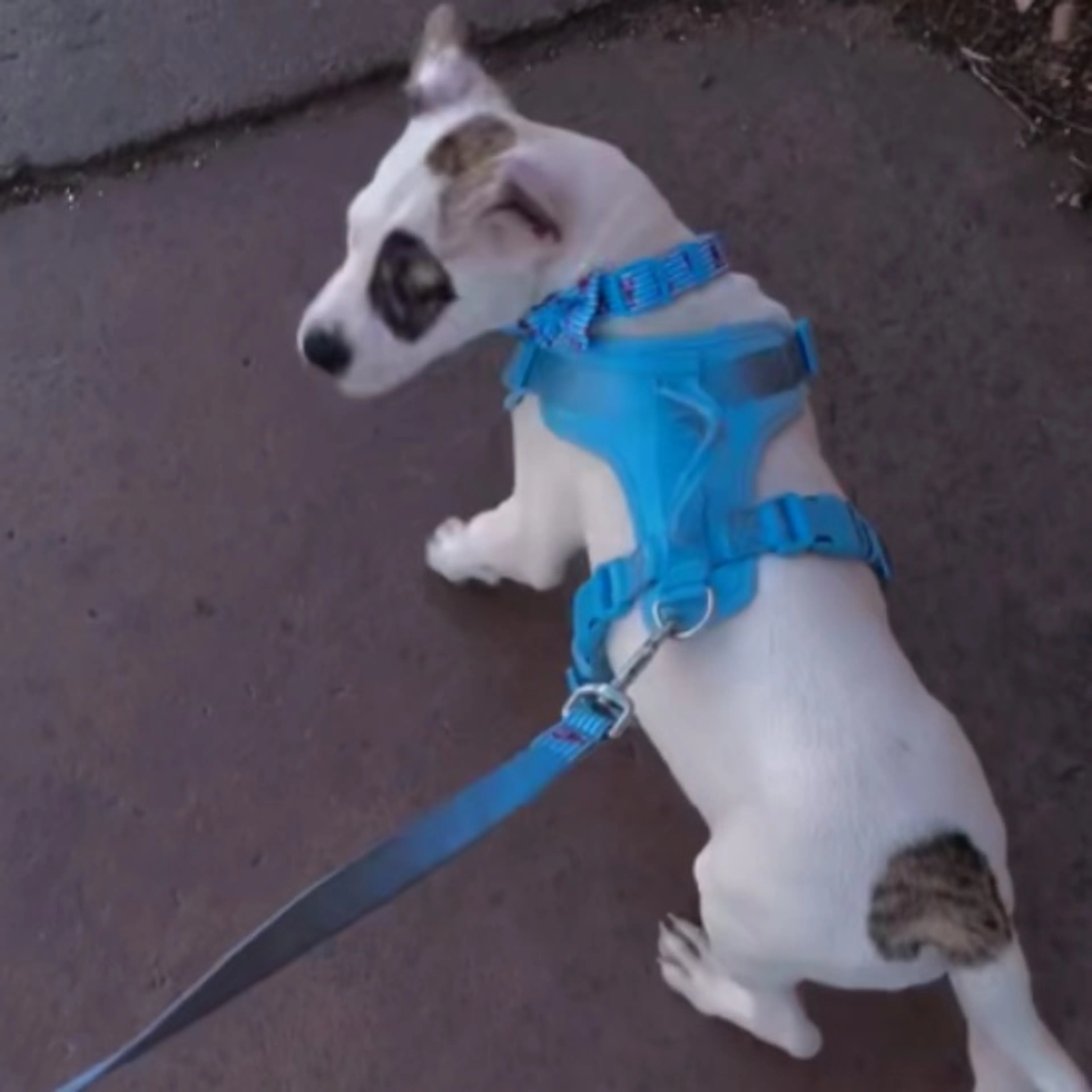 Lost pet-0