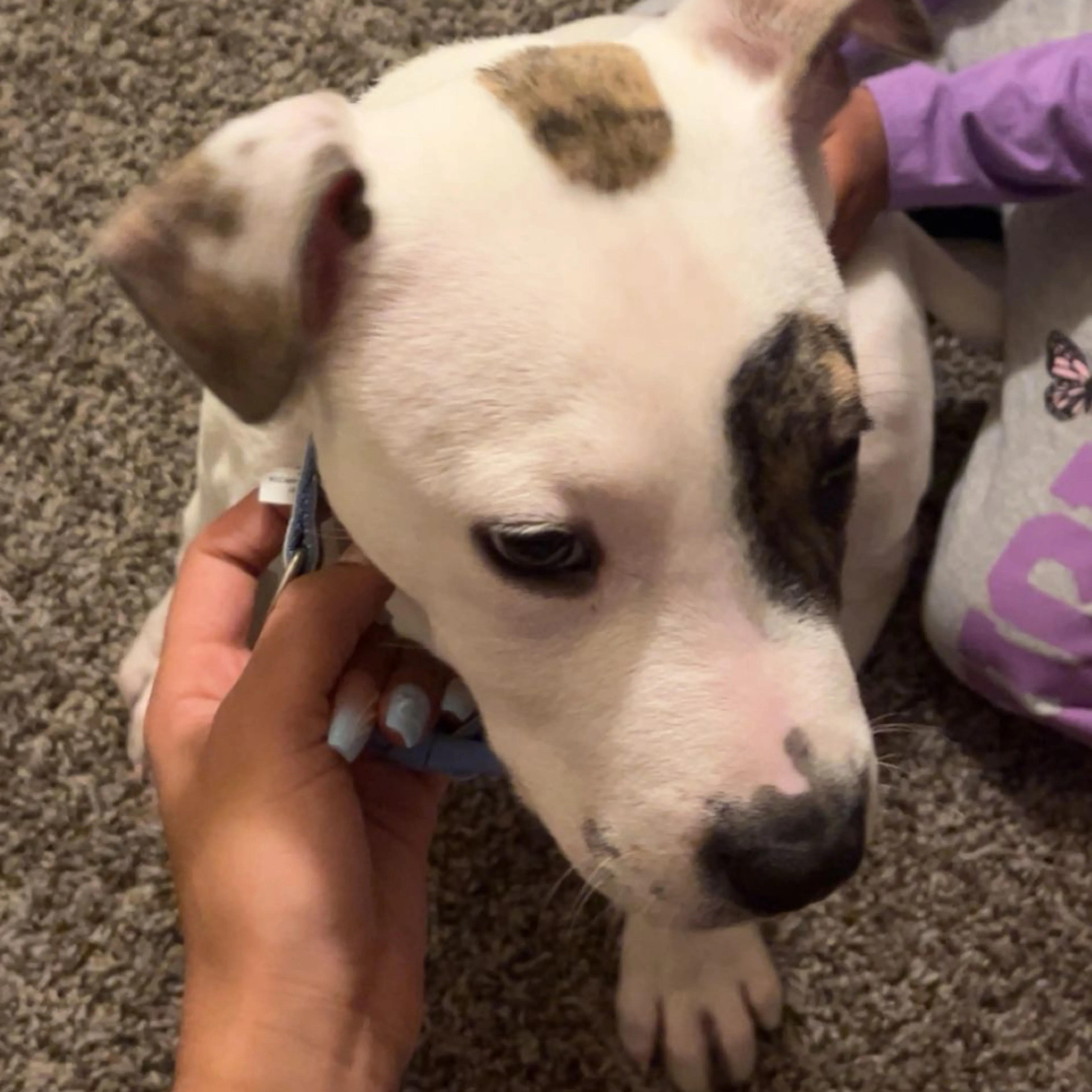 Lost pet-1