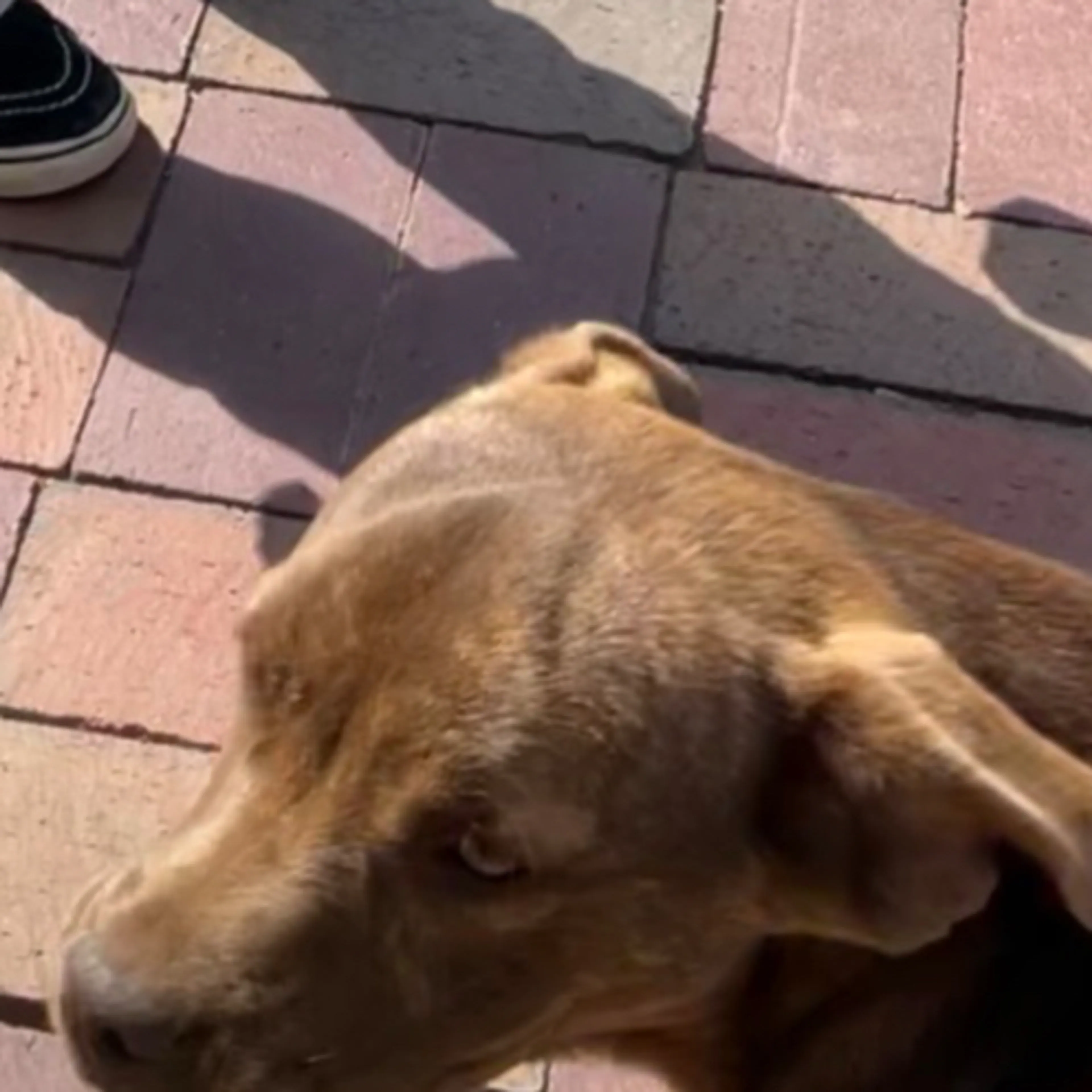 Lost pet-2