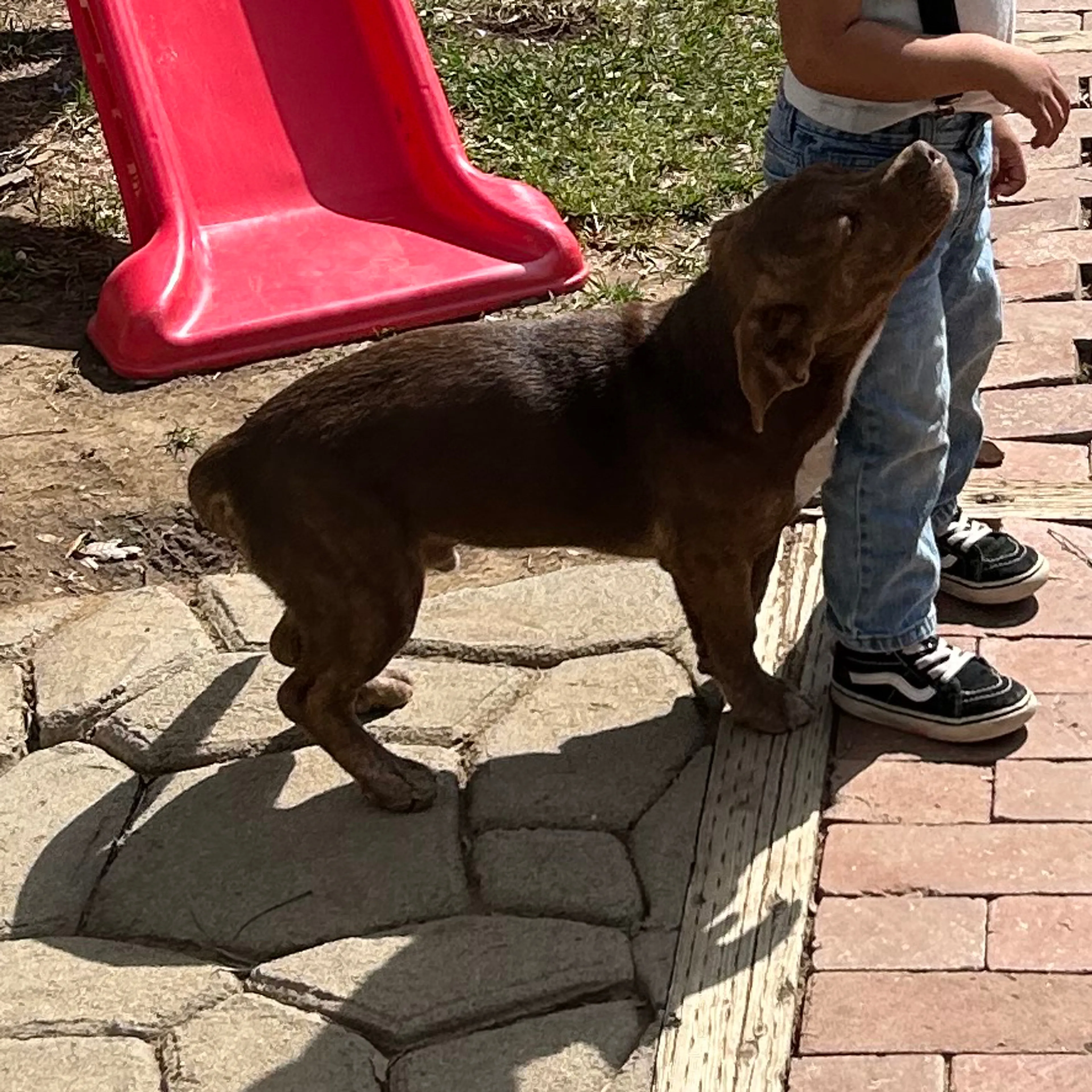 Lost pet-0