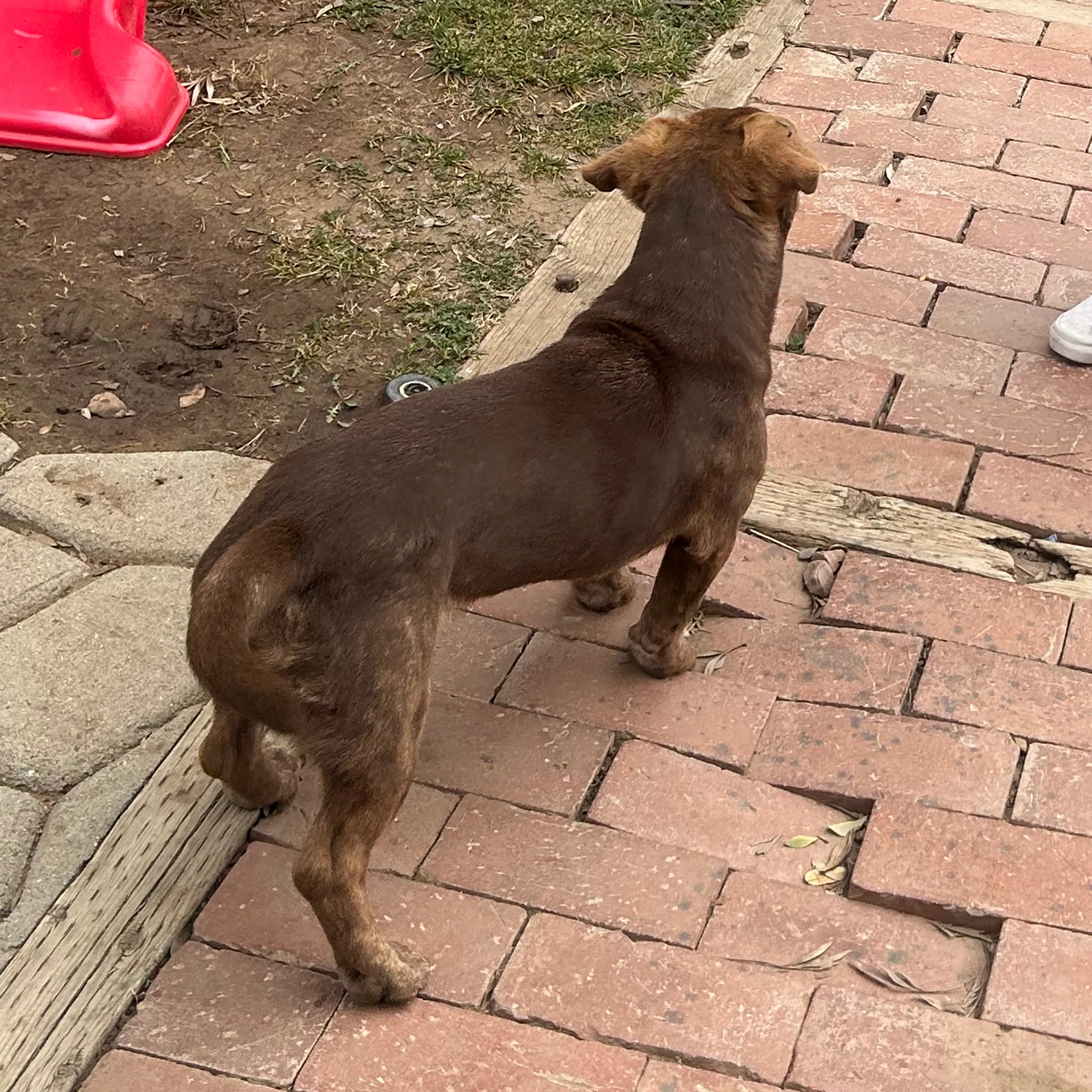 Lost pet-1