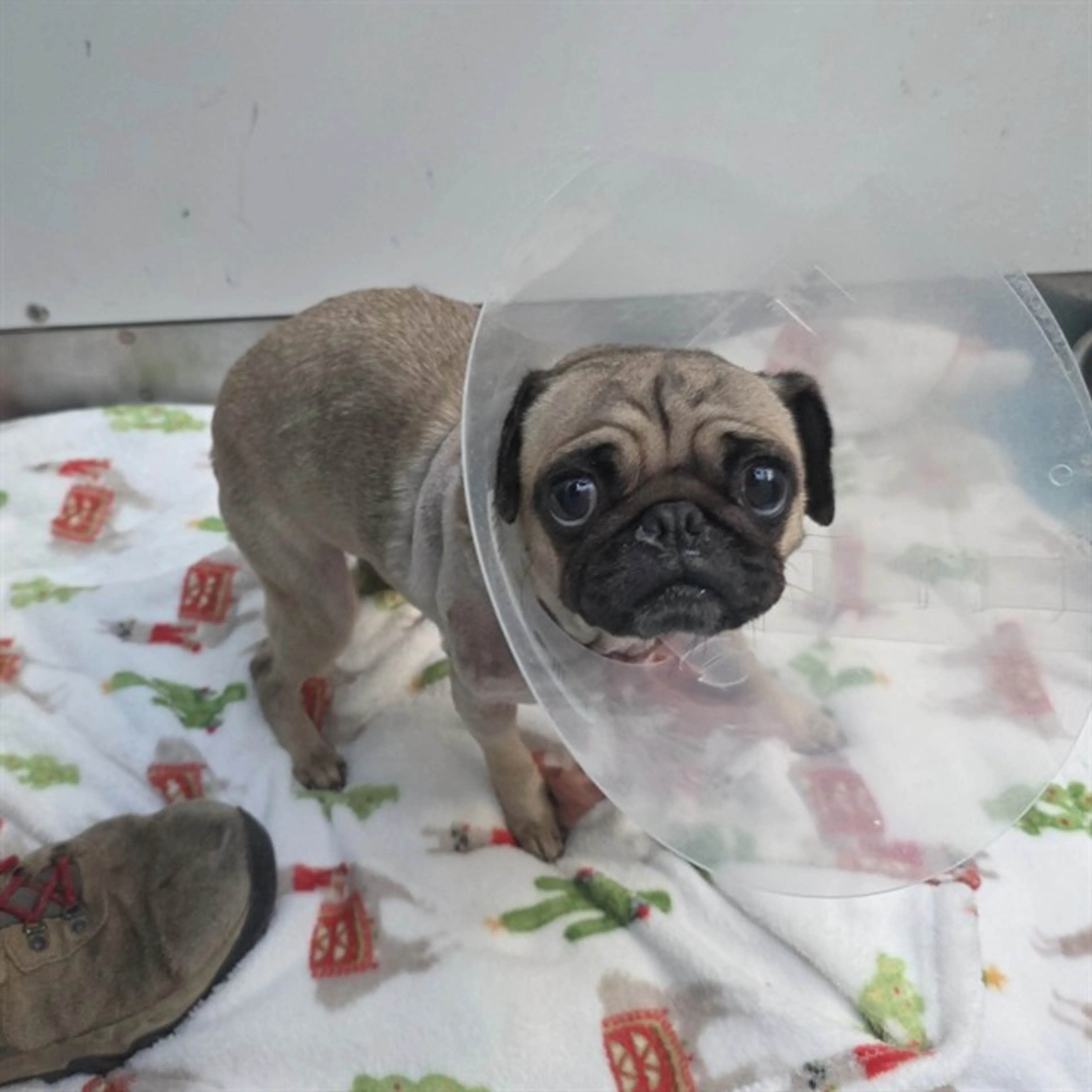 Found pet