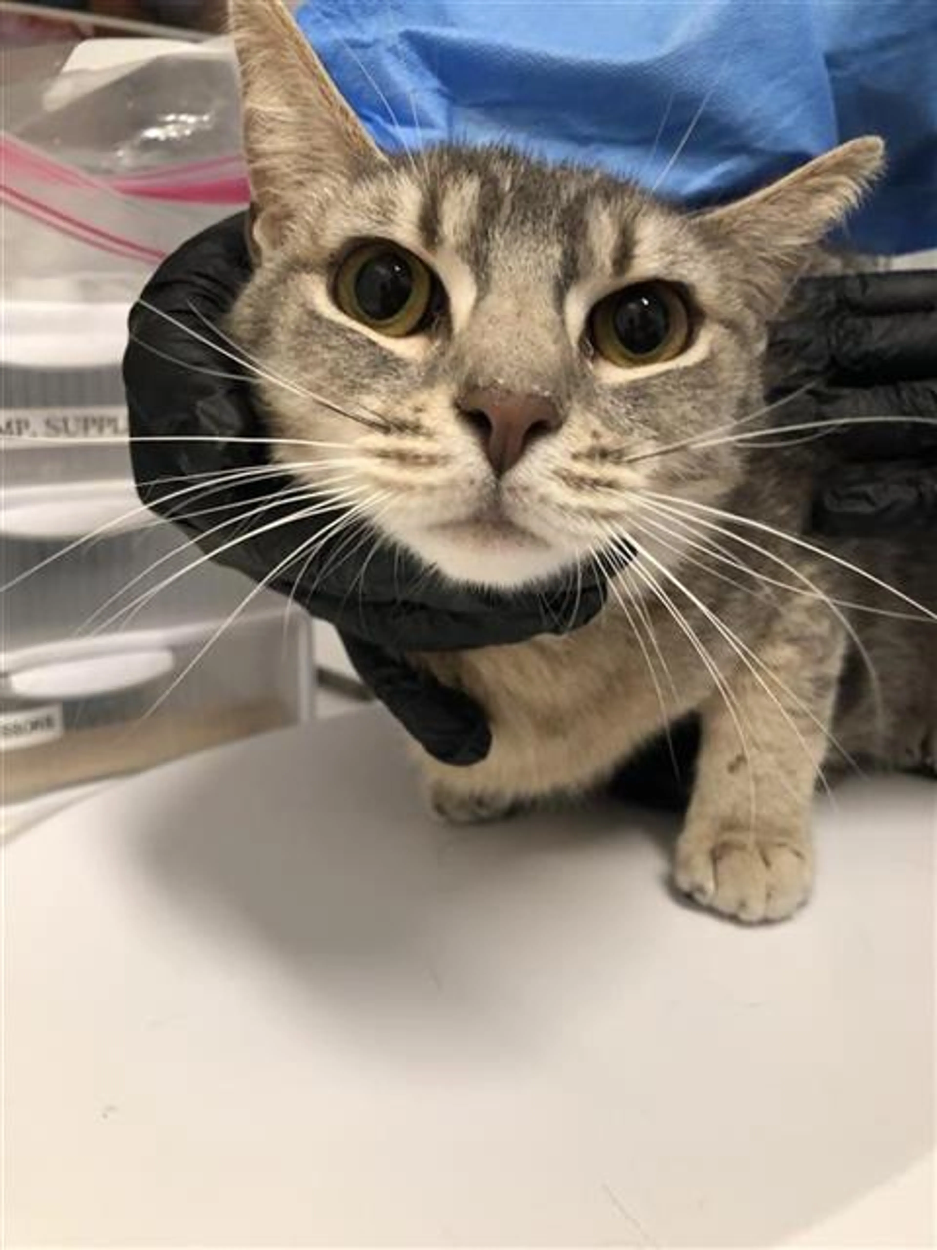 Found pet