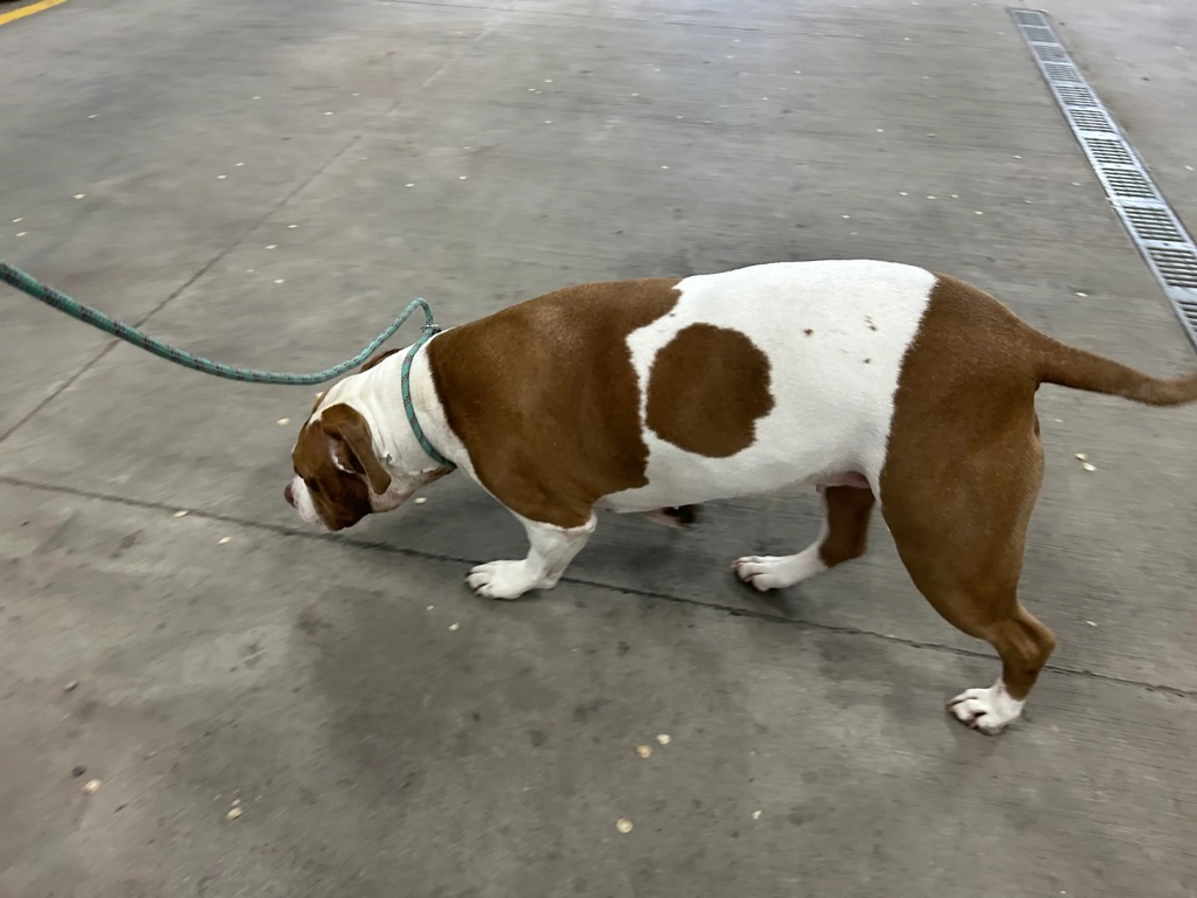 Found pet-4