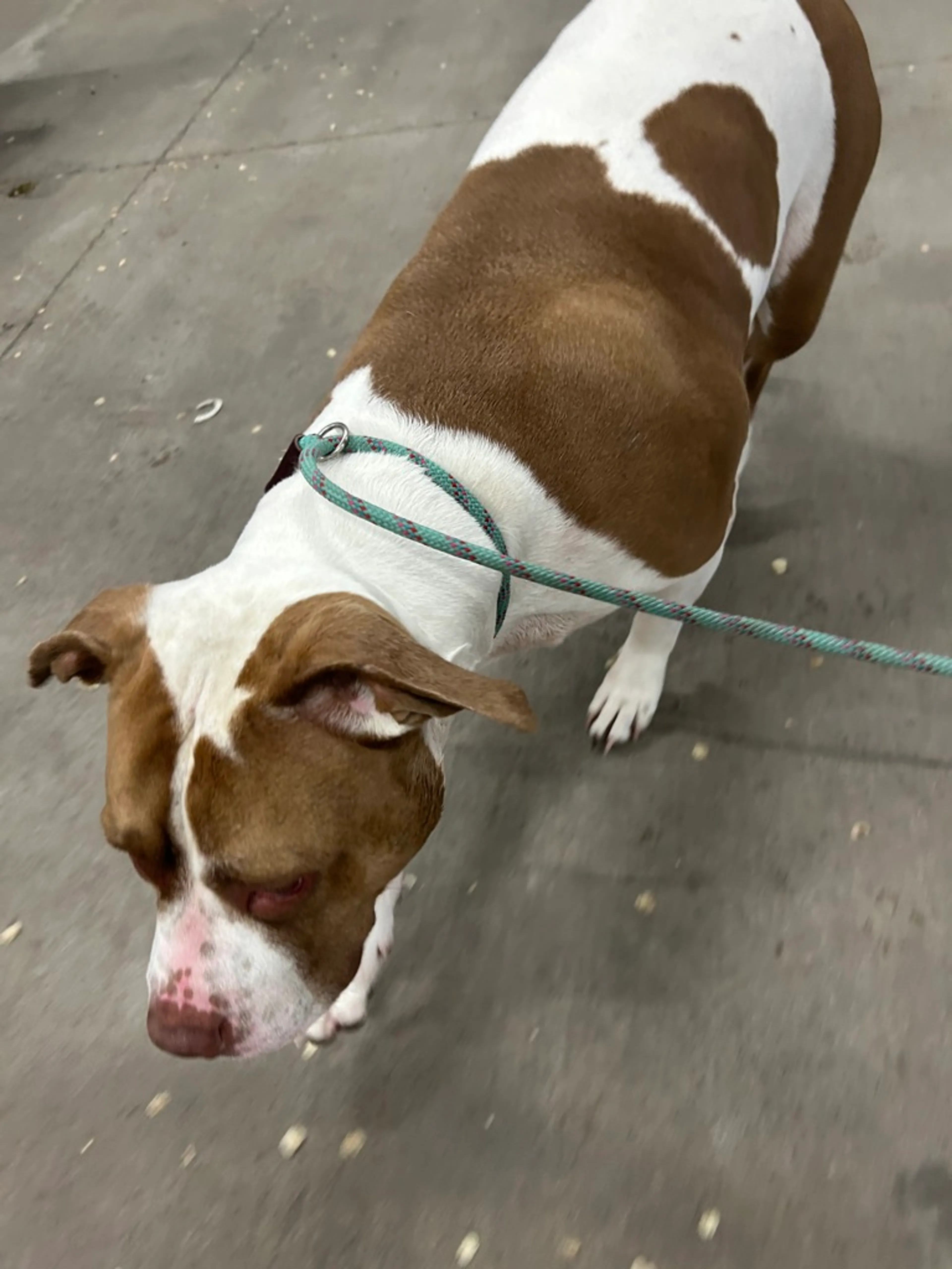 Found pet-1