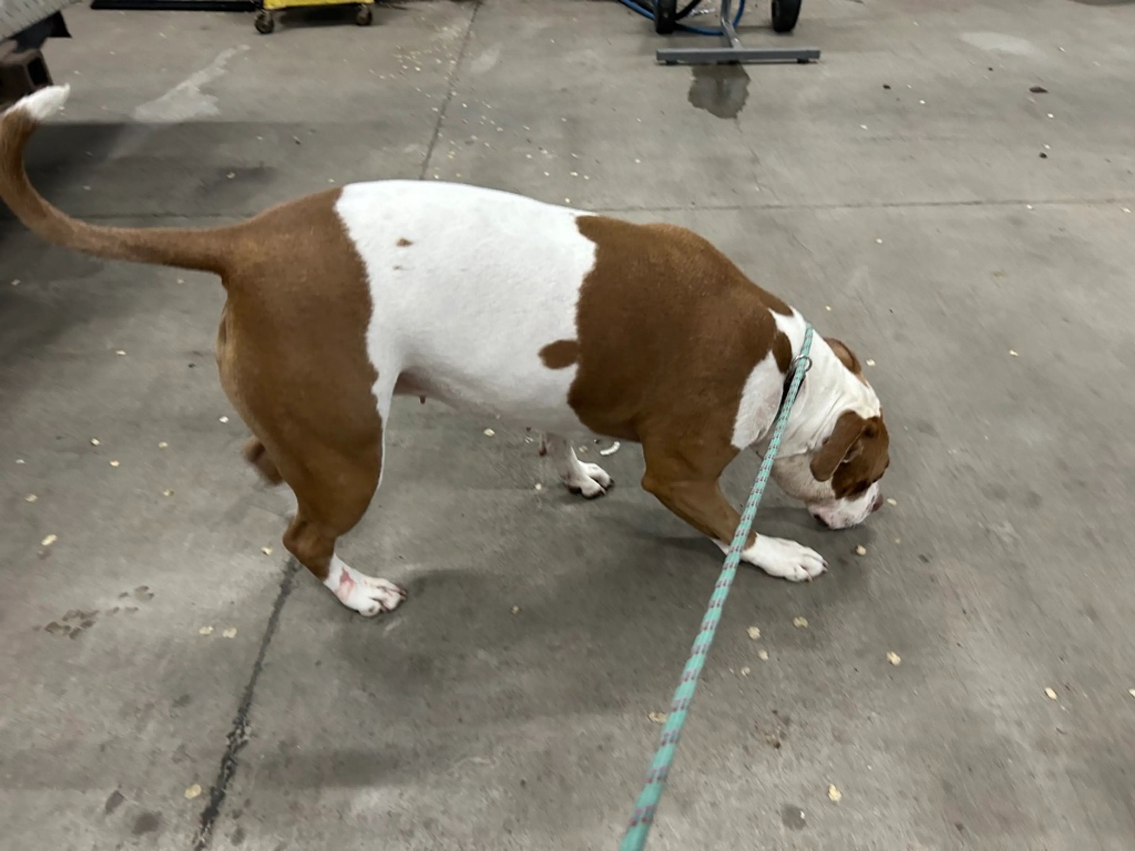 Found pet-3