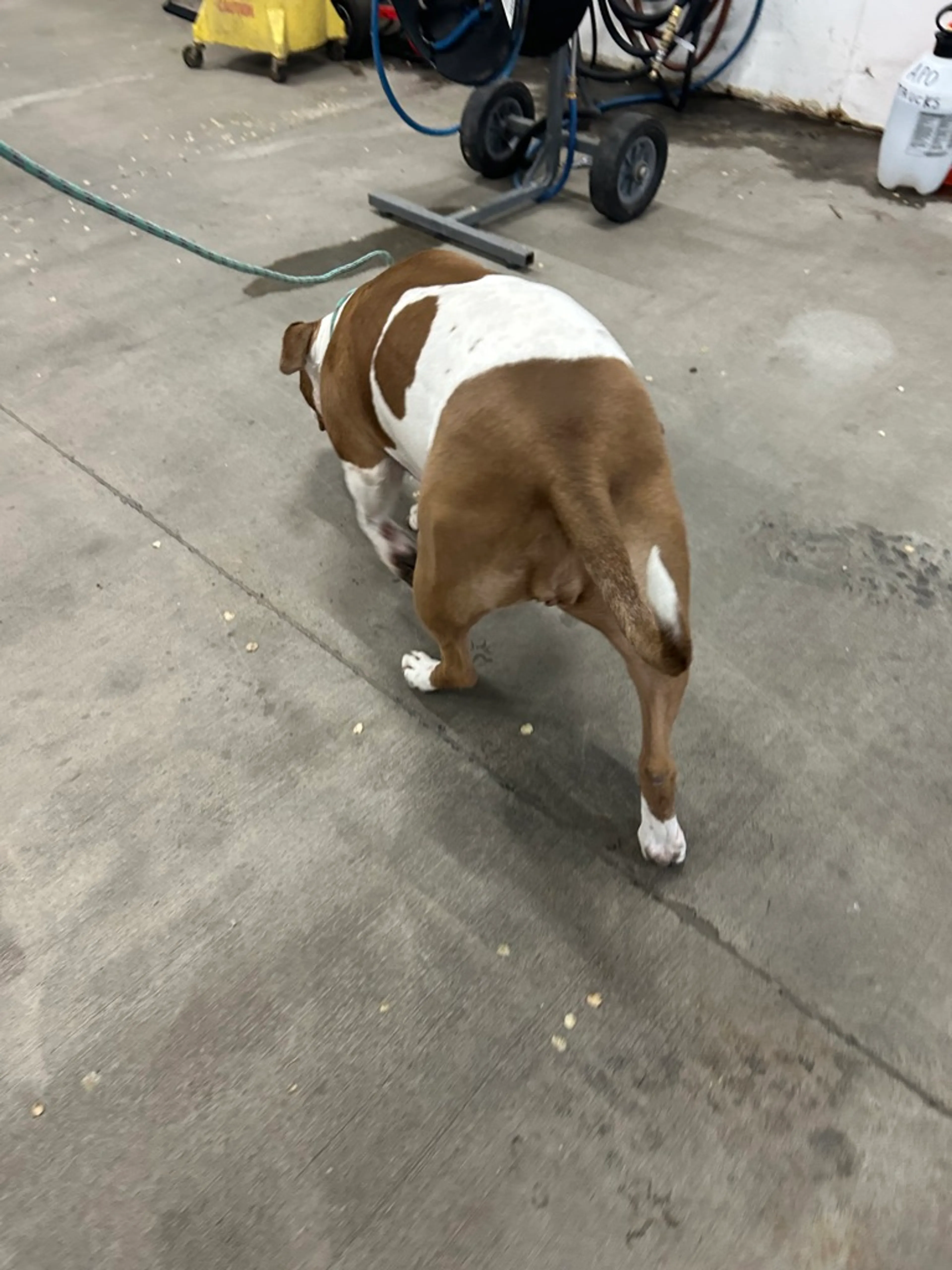 Found pet-2