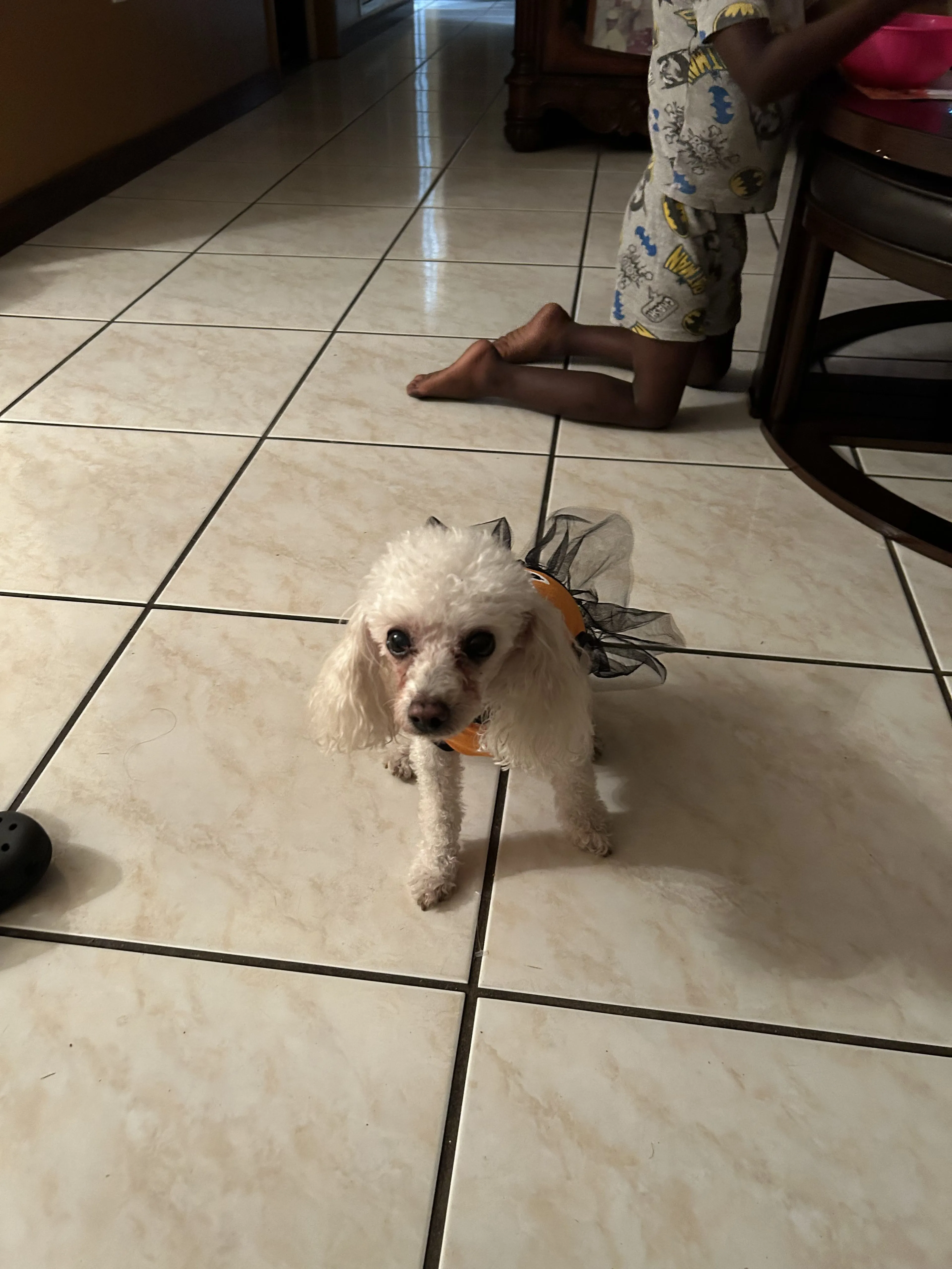 Lost pet