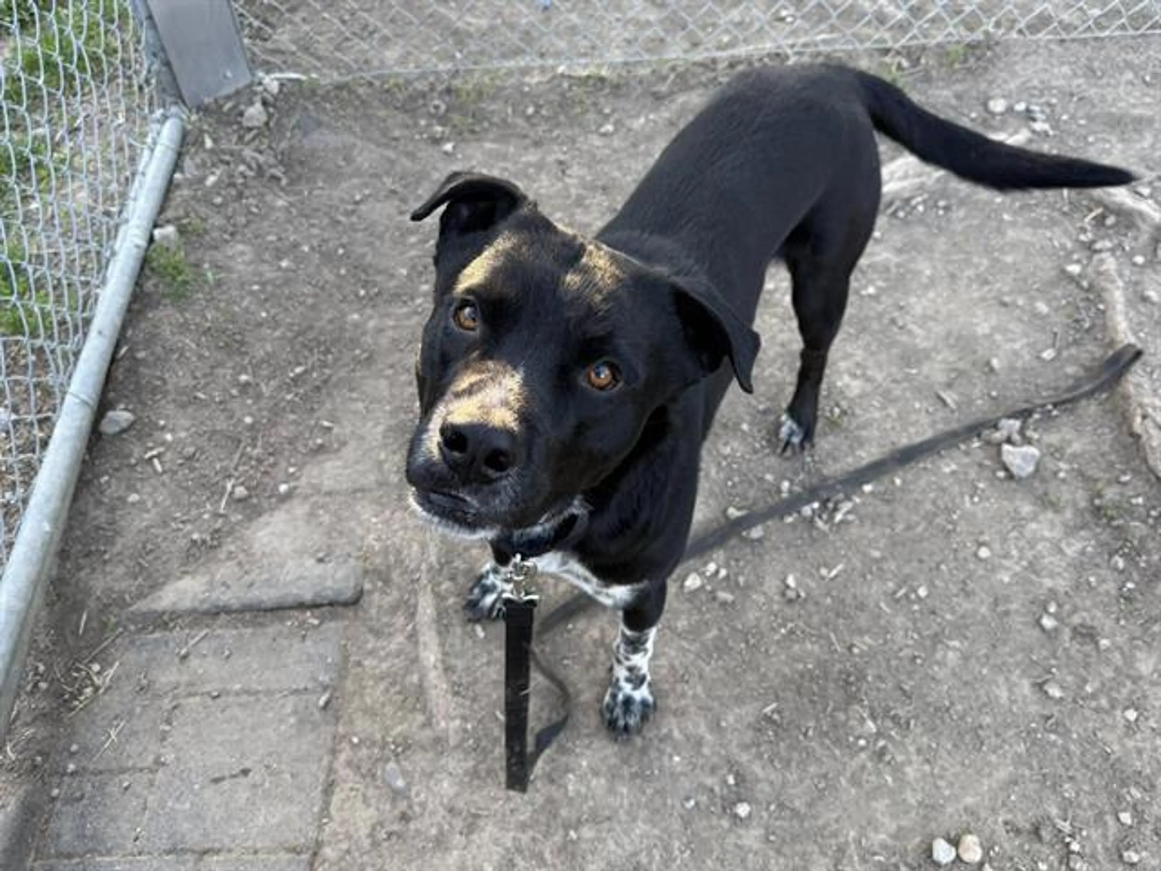 Found pet