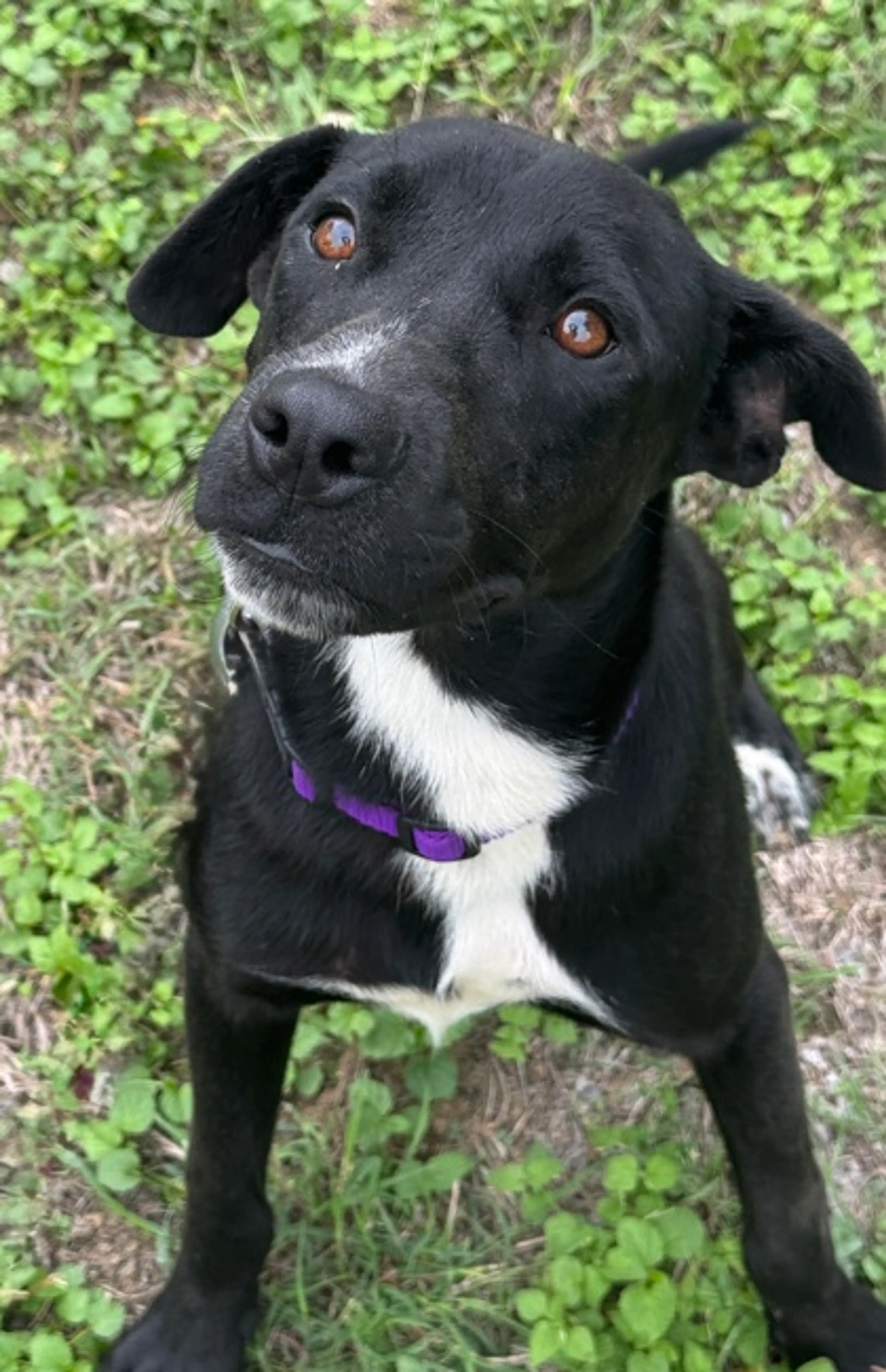 Found pet-1