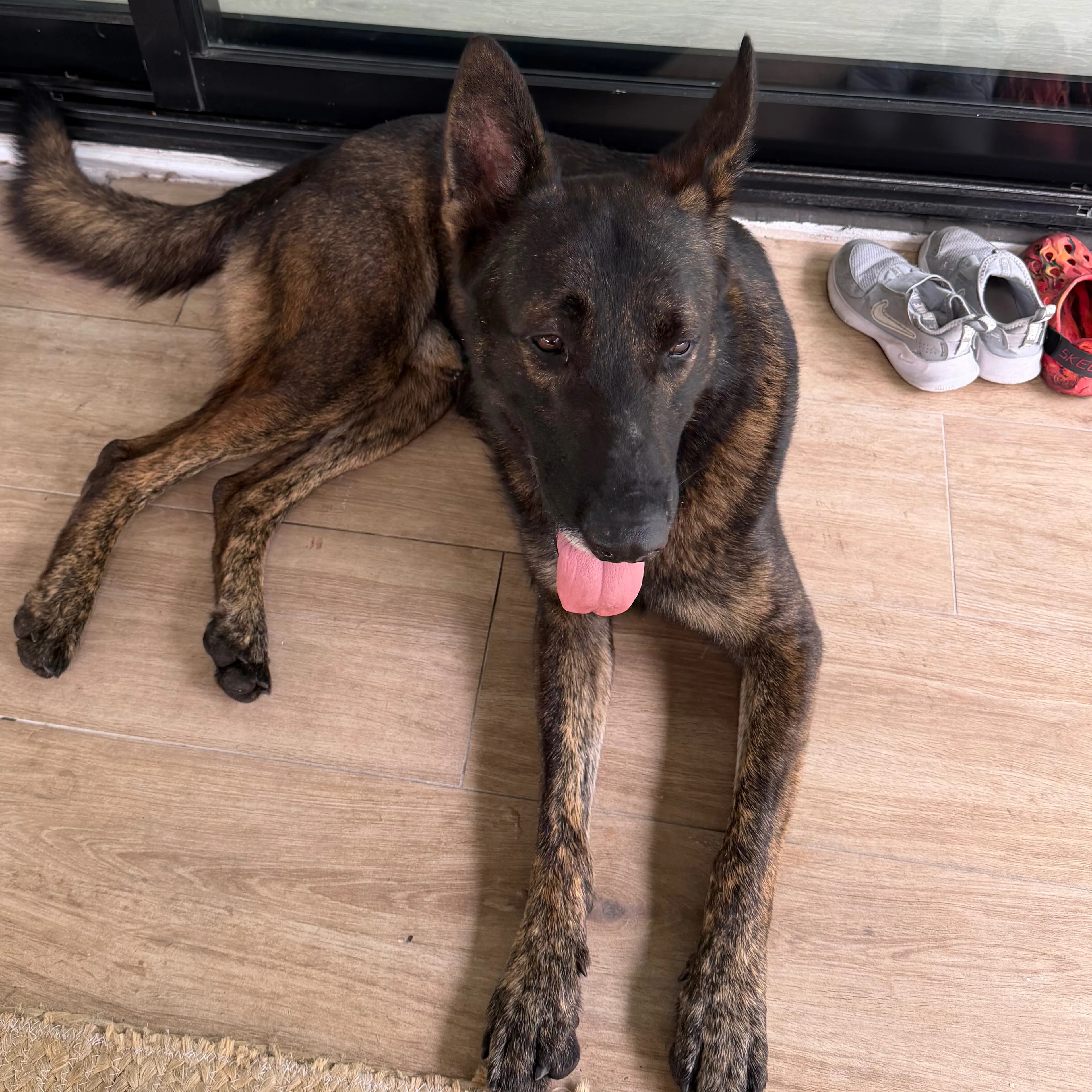 Found pet-2