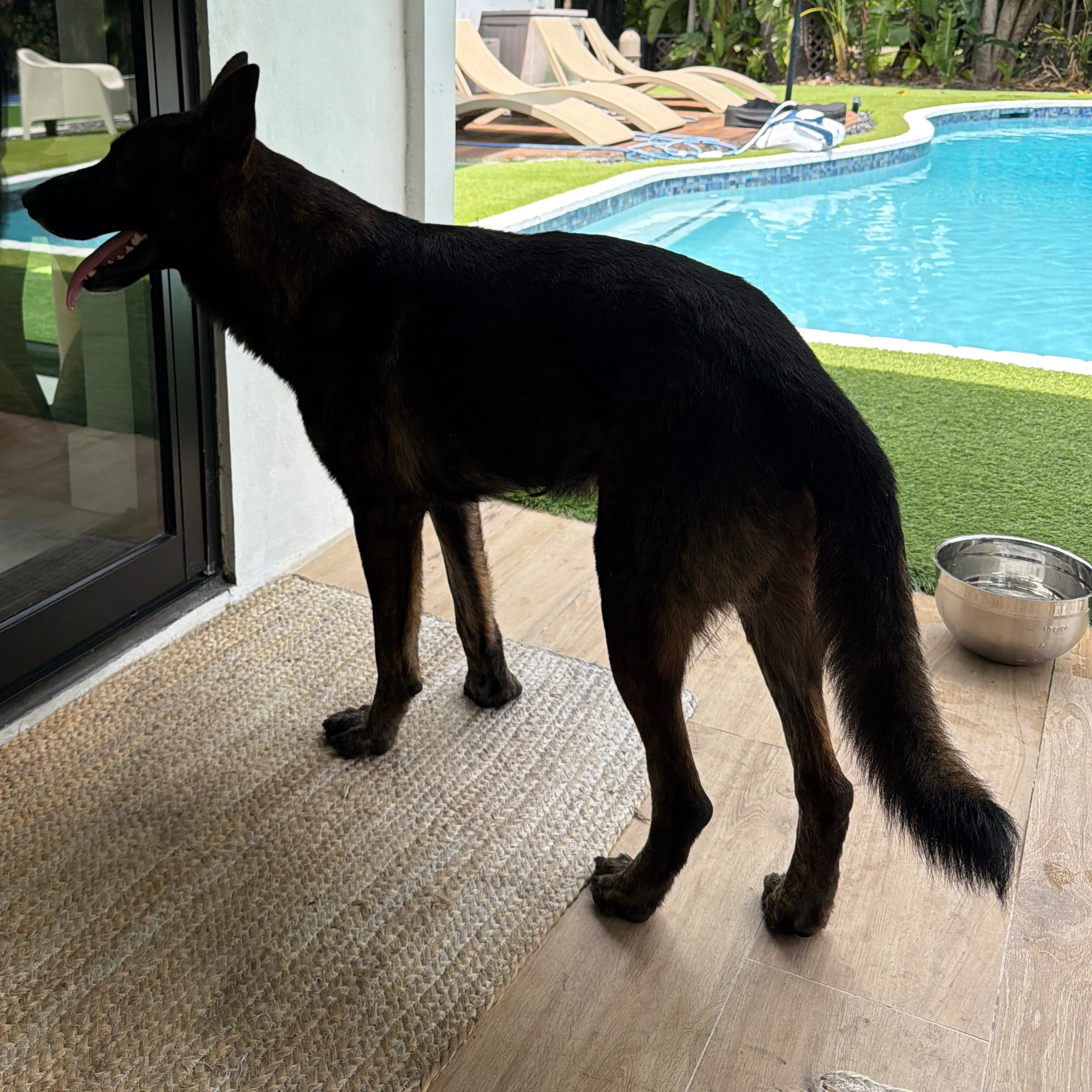 Found pet-1