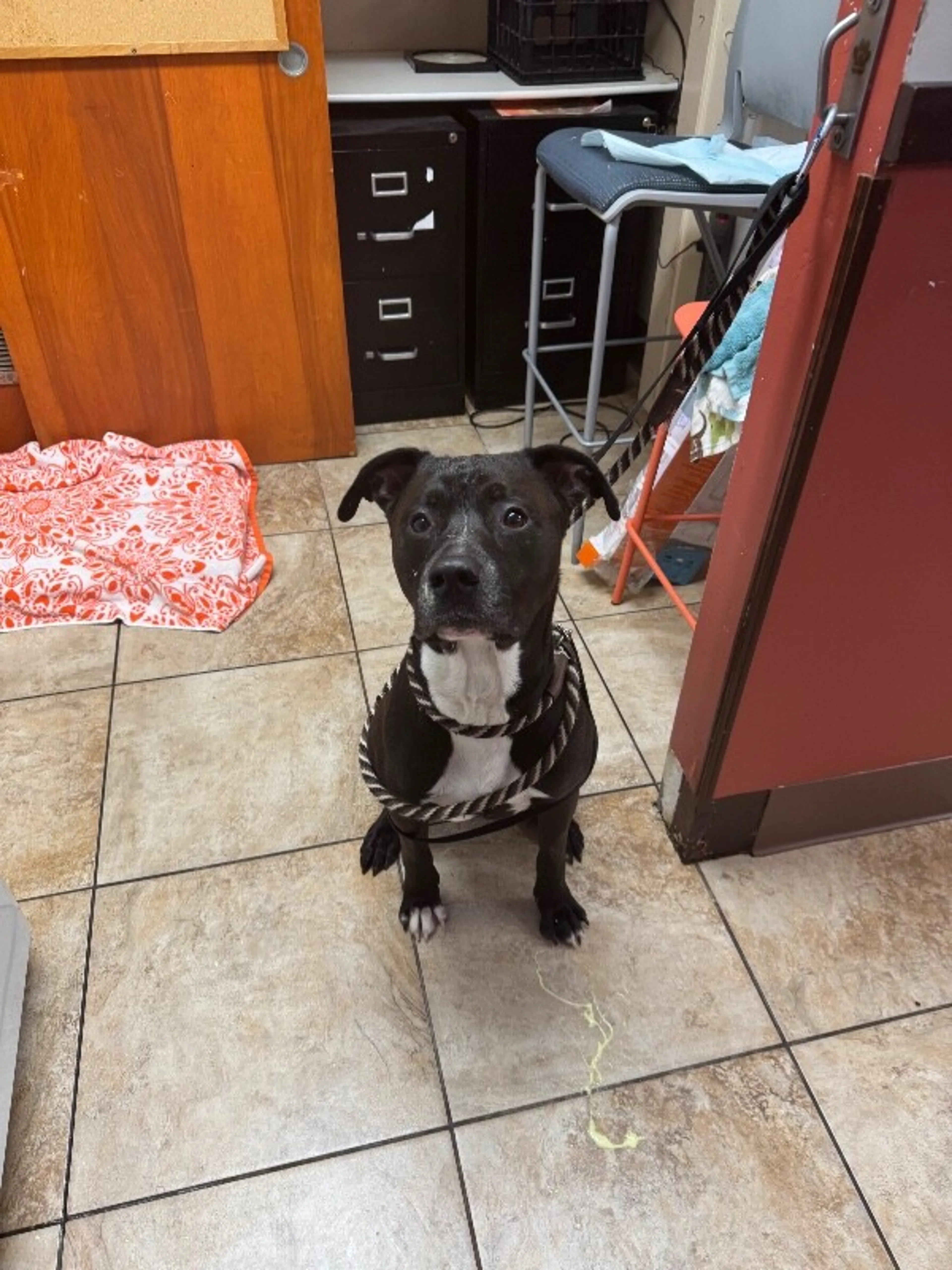 Found pet-2
