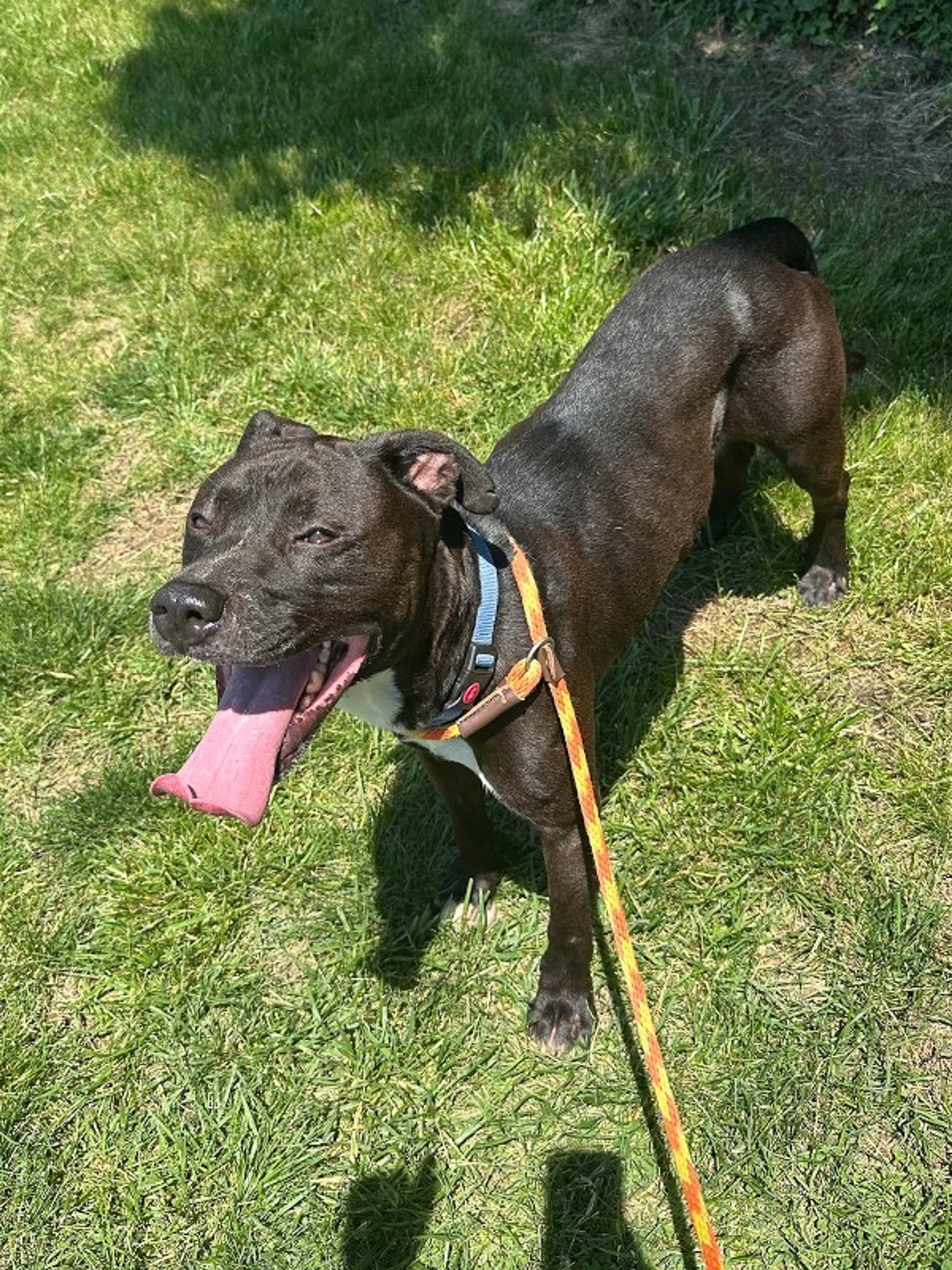Found pet-1