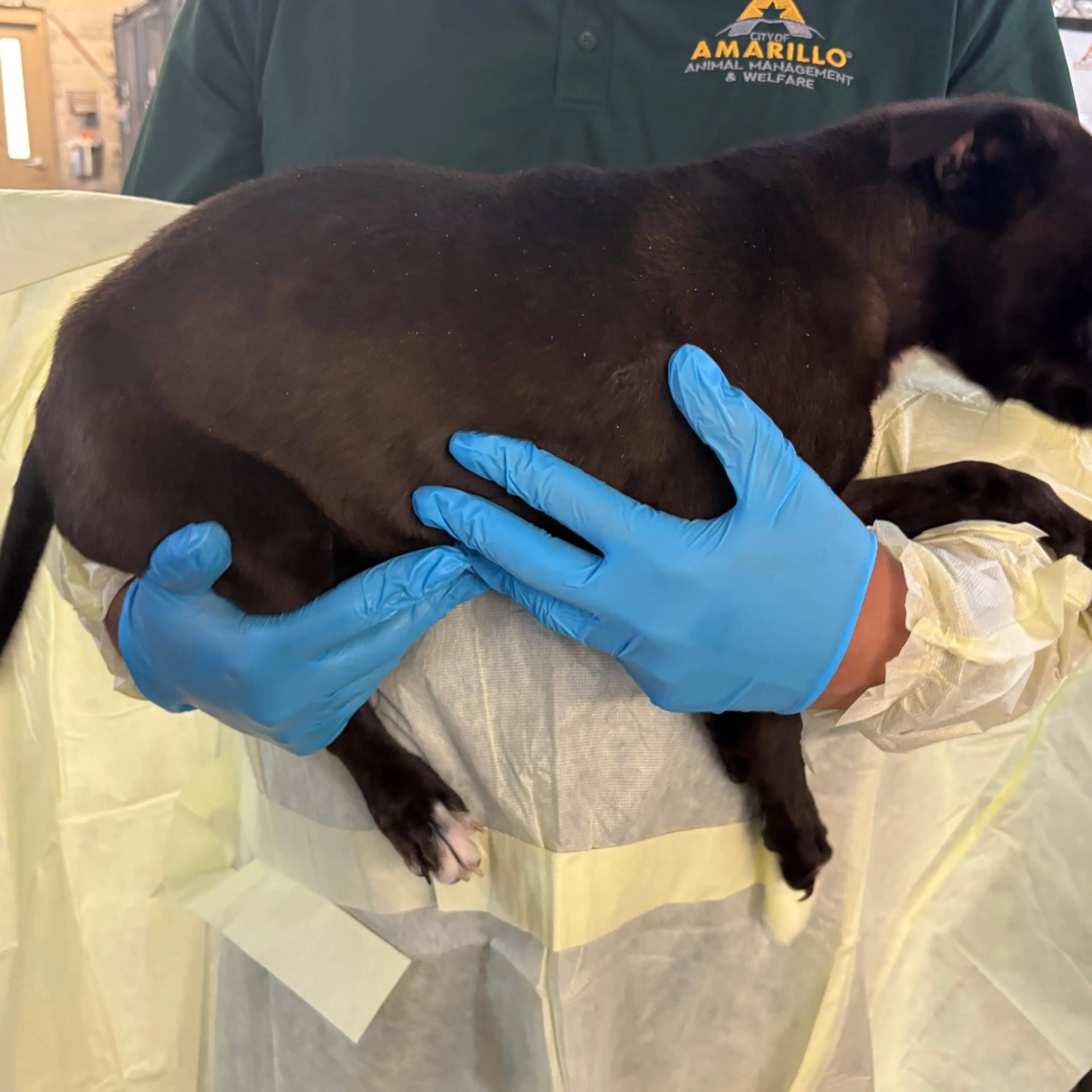 Found pet-1