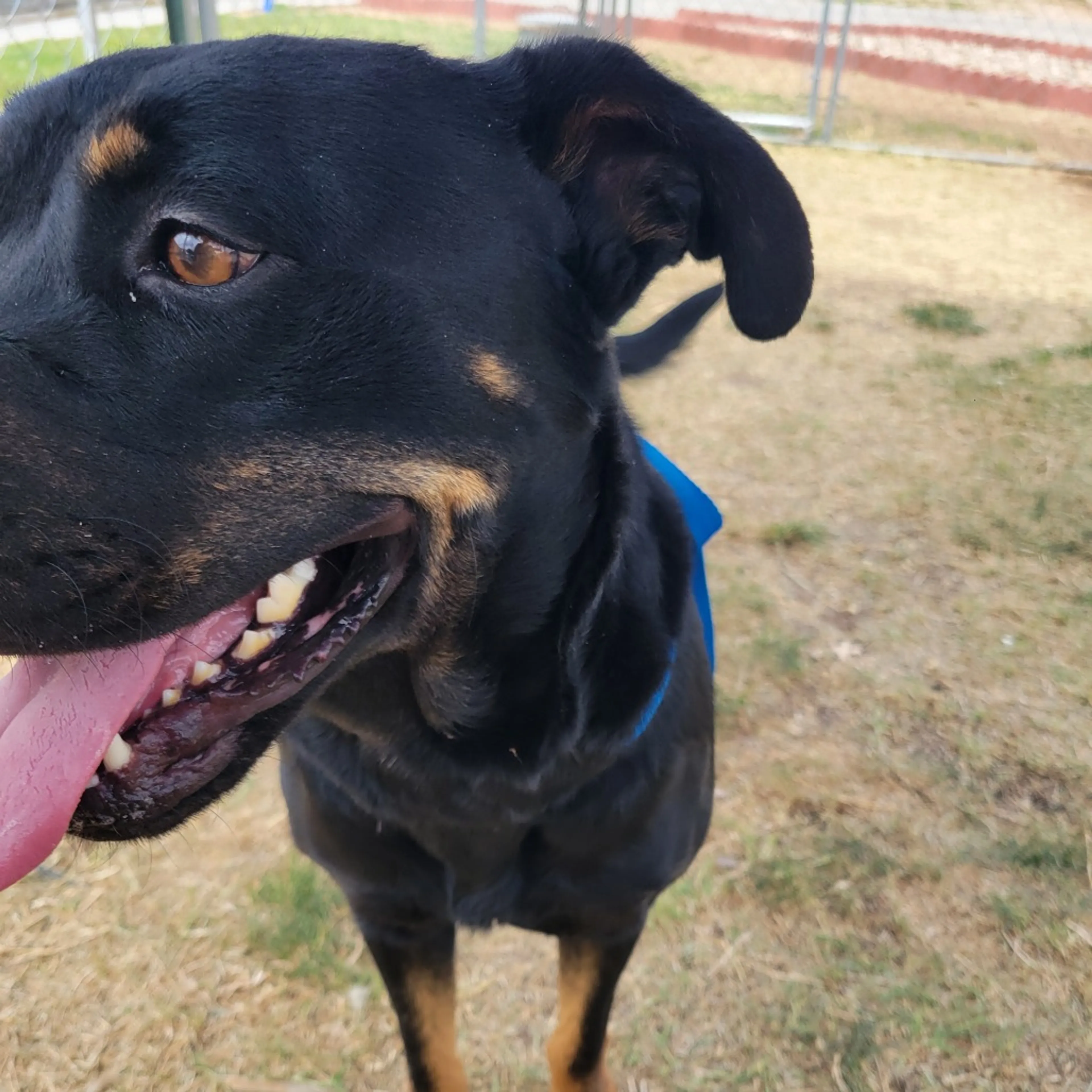 Found pet-12