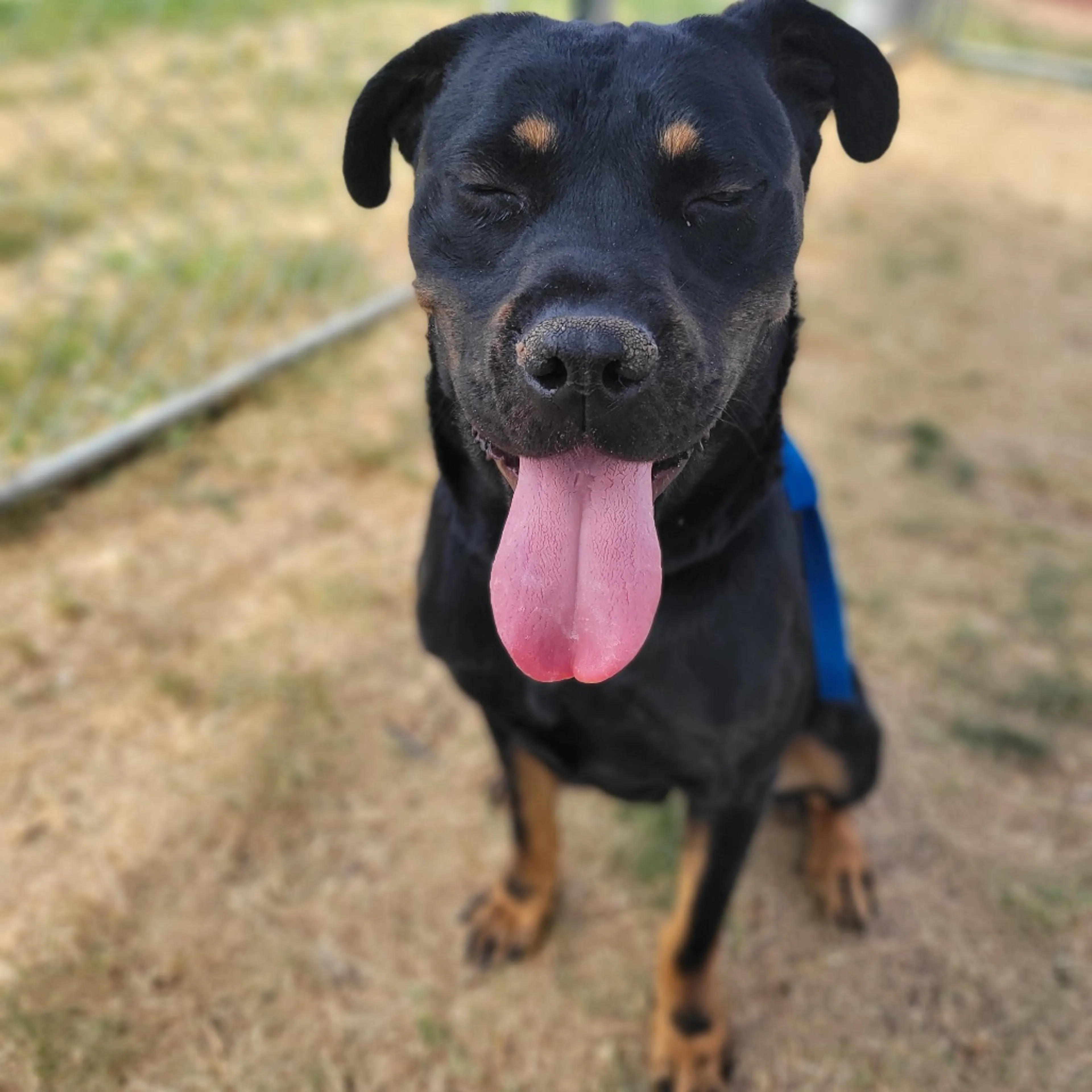Found pet-11