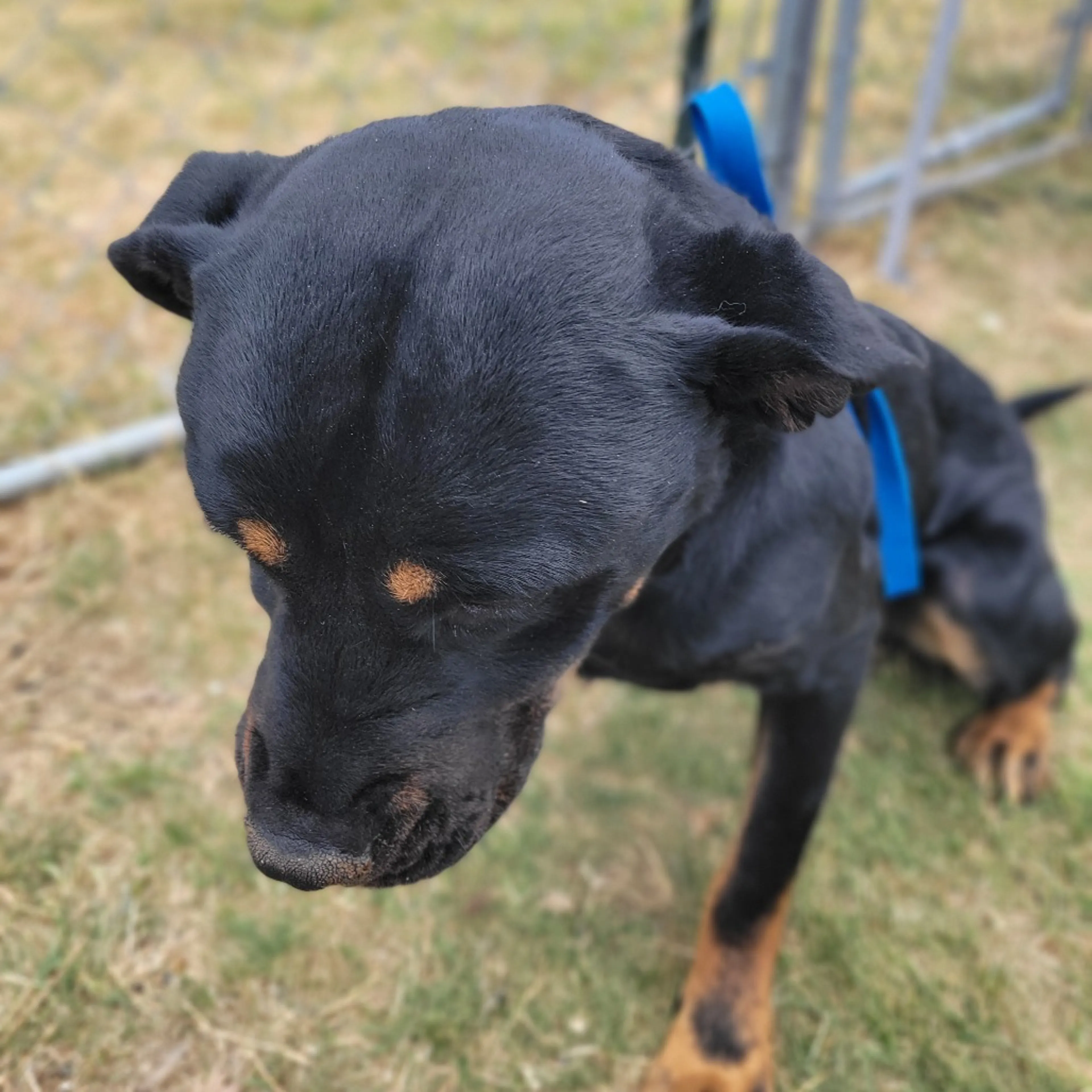Found pet-7
