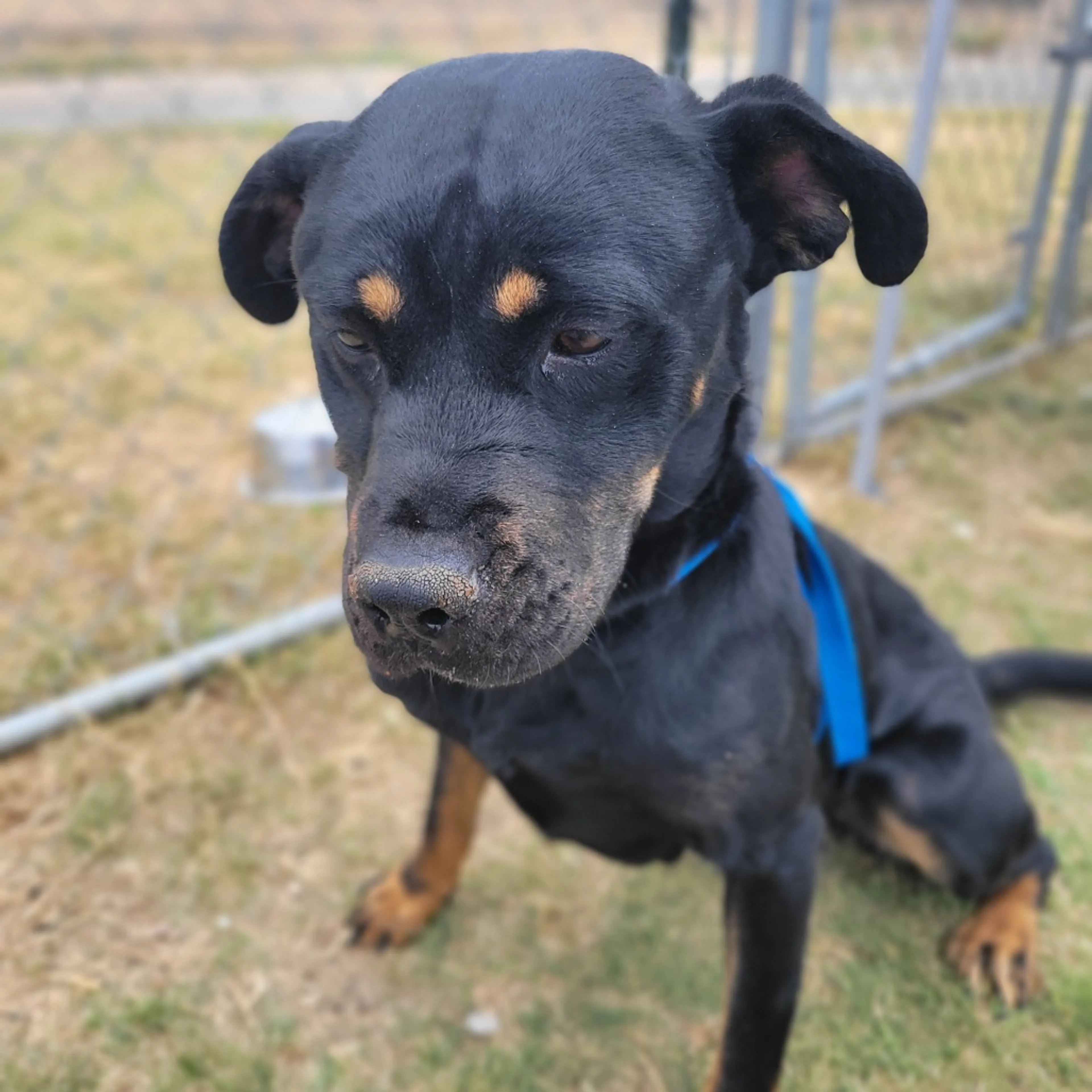 Found pet-4