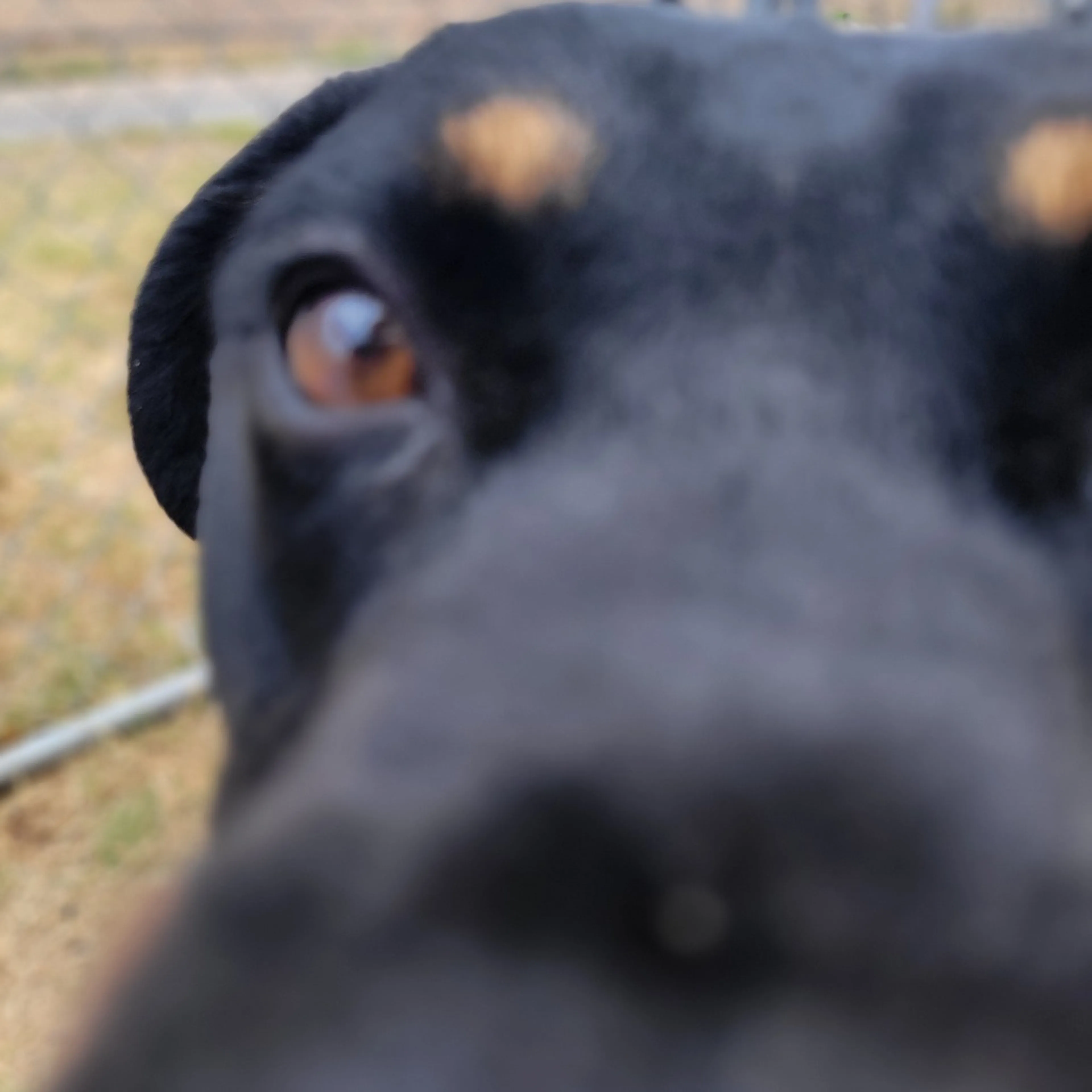 Found pet-5