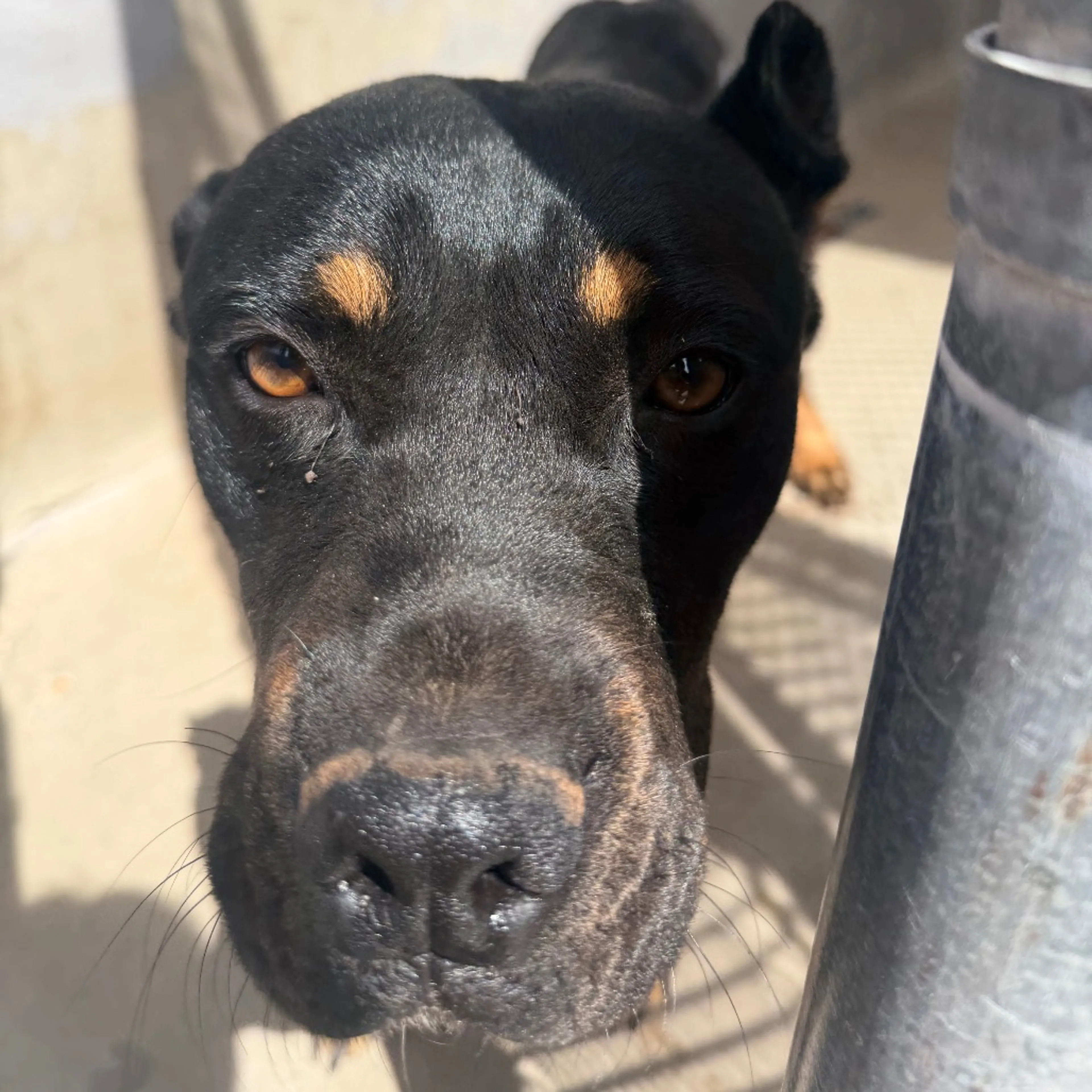 Found pet-1