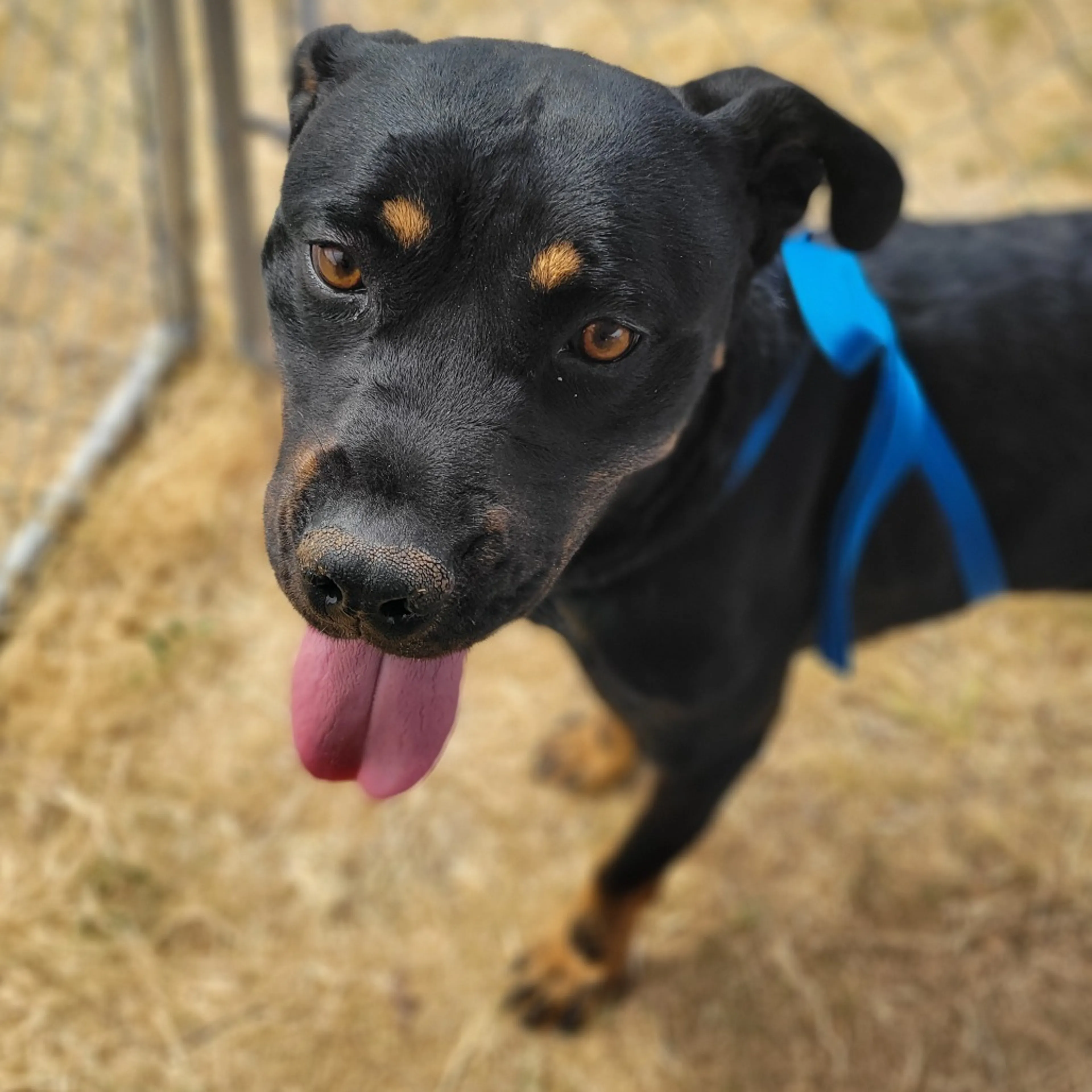 Found pet-13