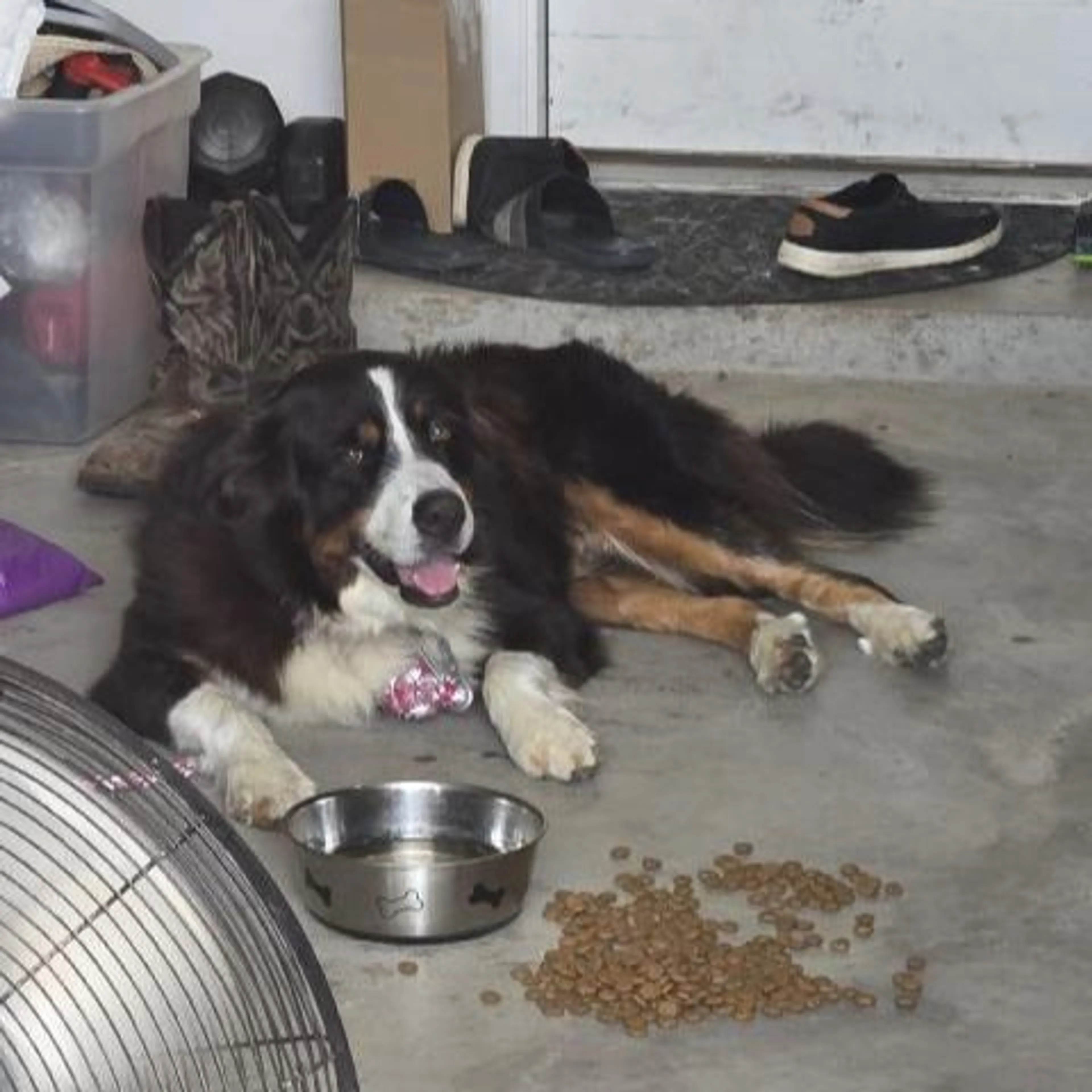 Found pet
