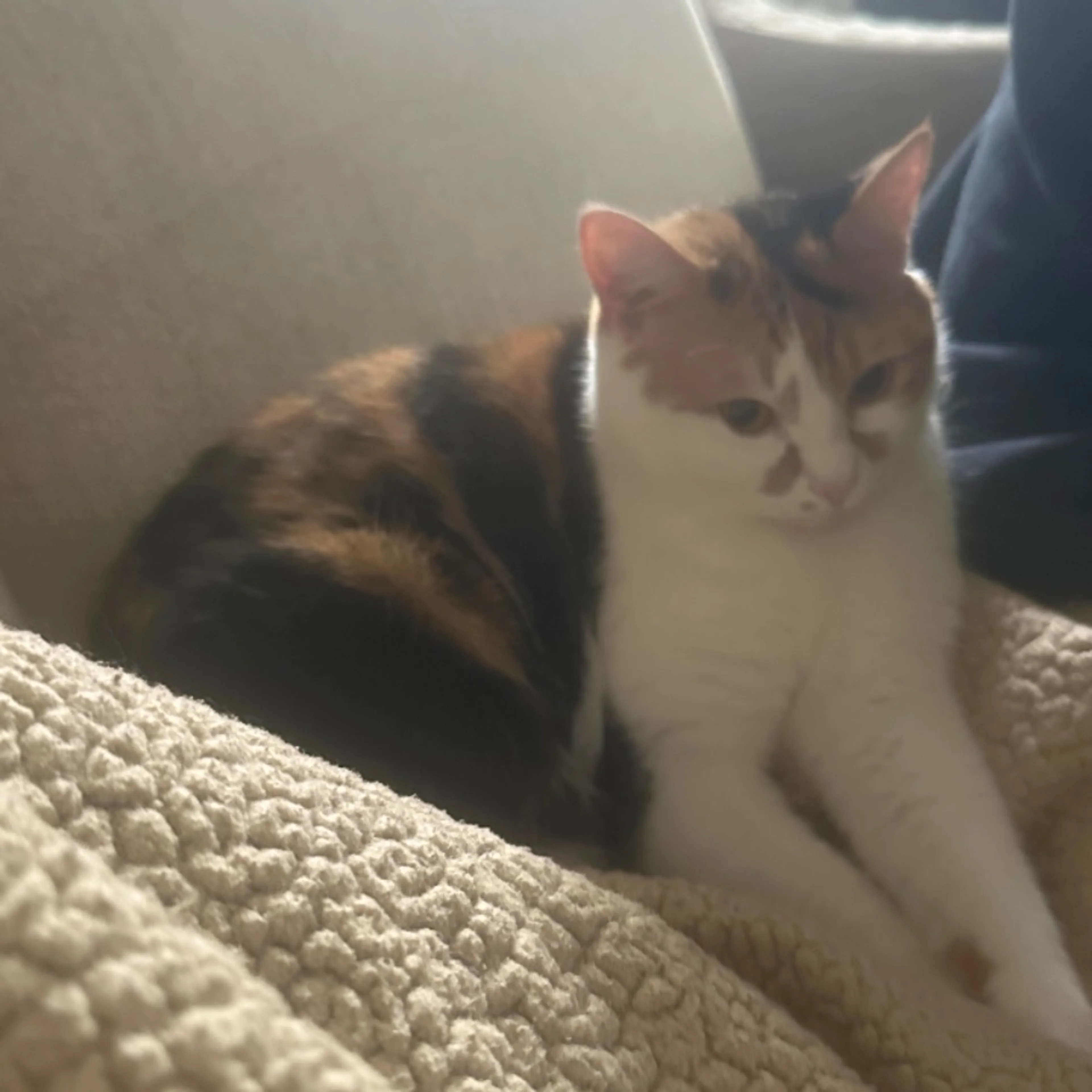 Lost pet