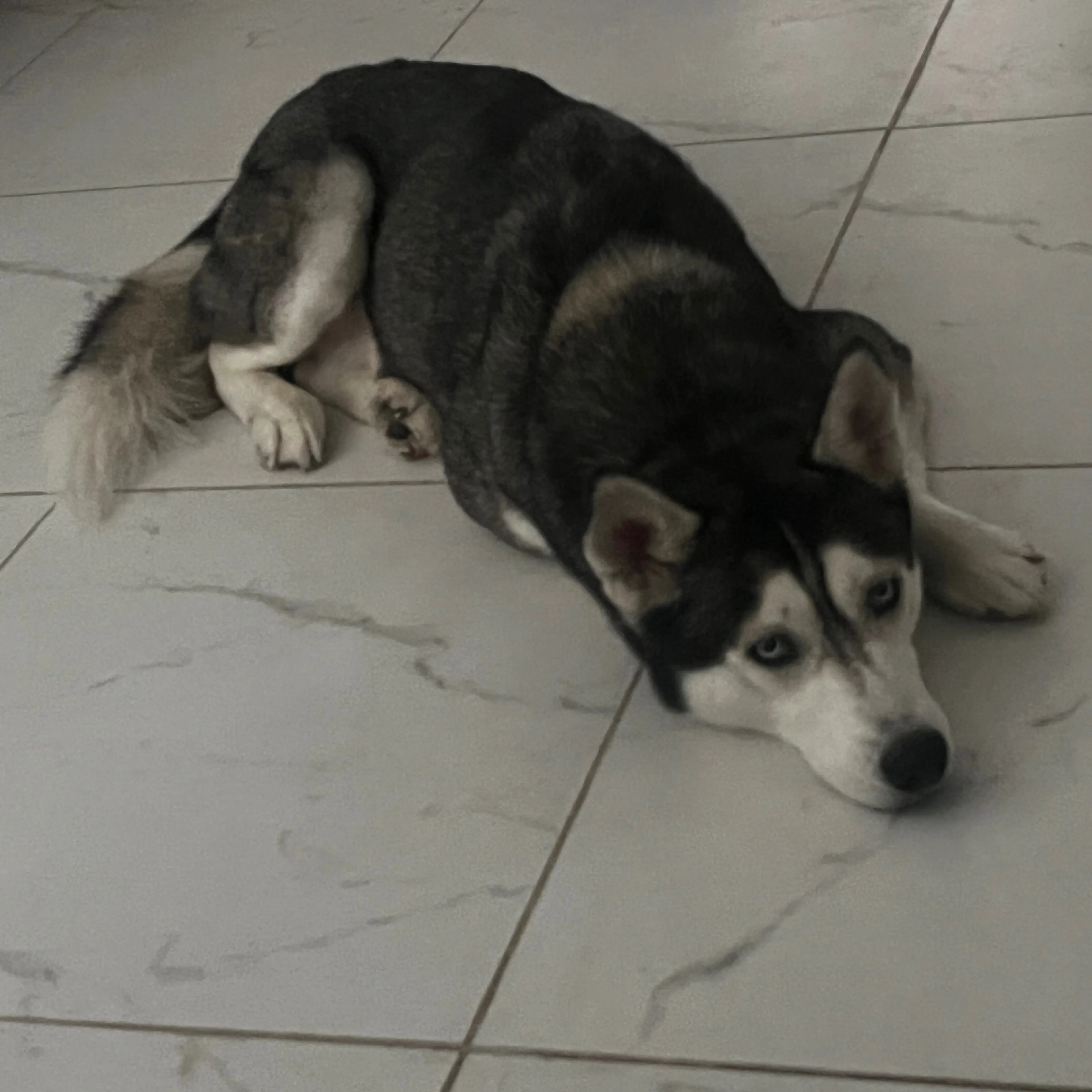 Lost pet-1