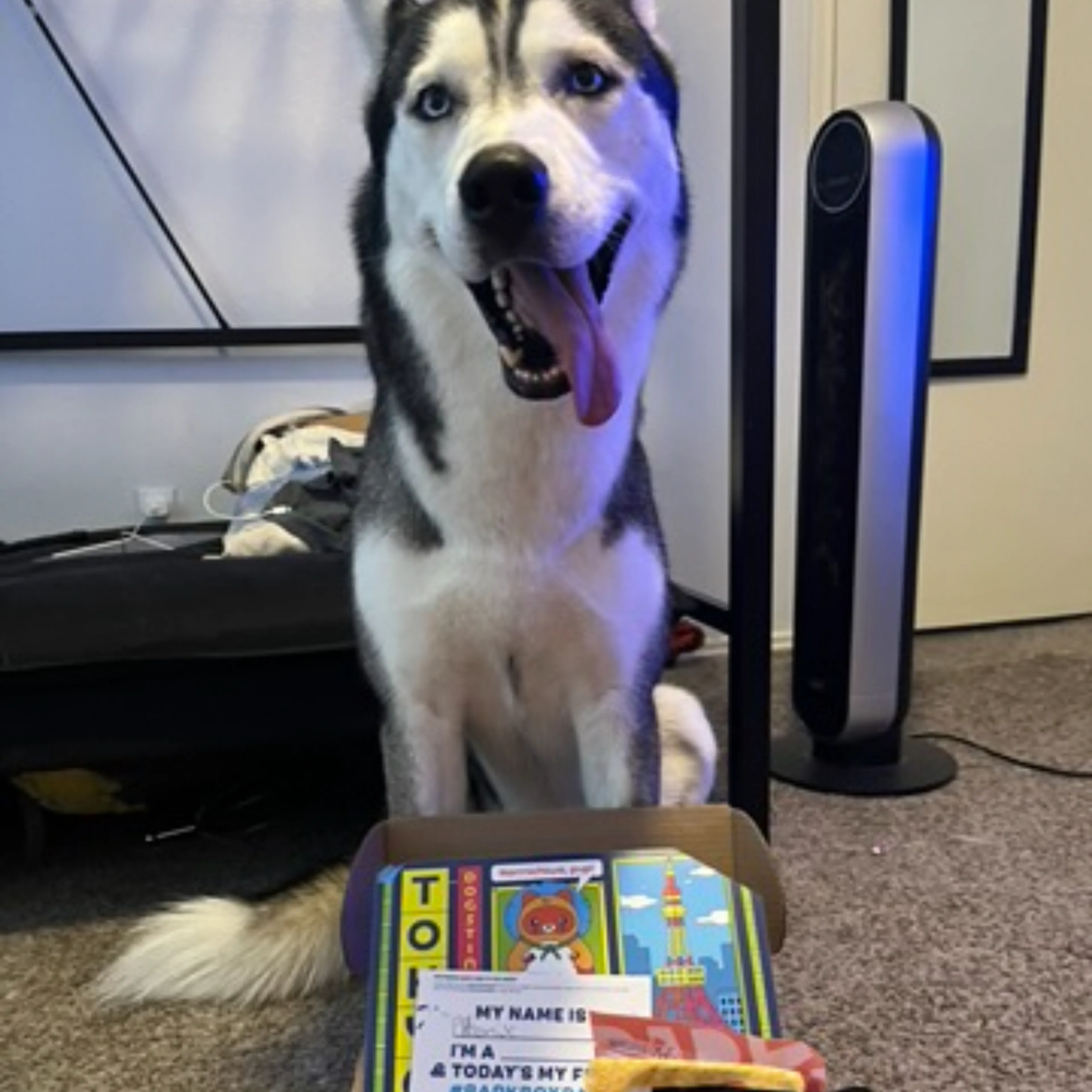 Lost pet-2