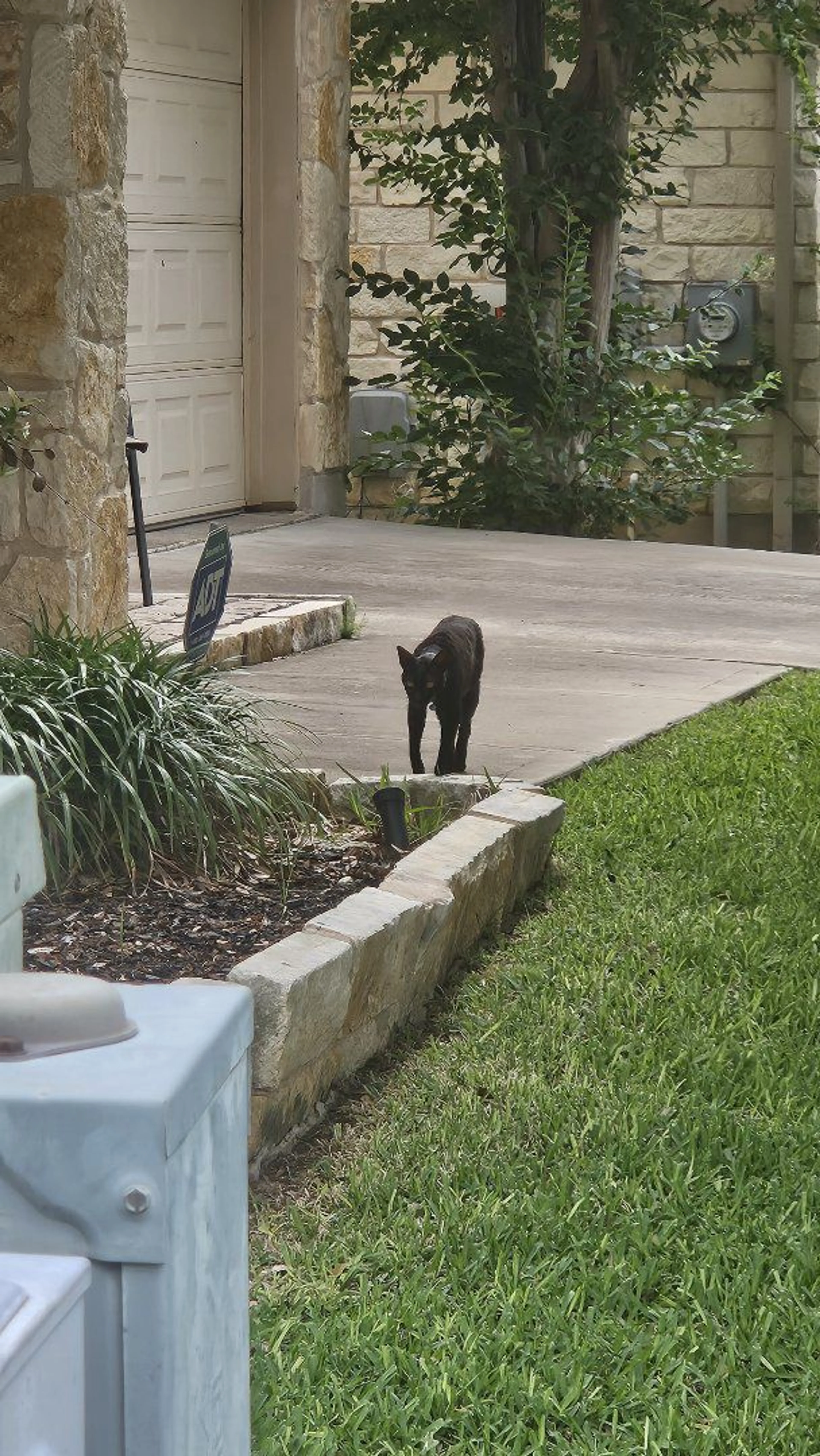 Lost pet-1