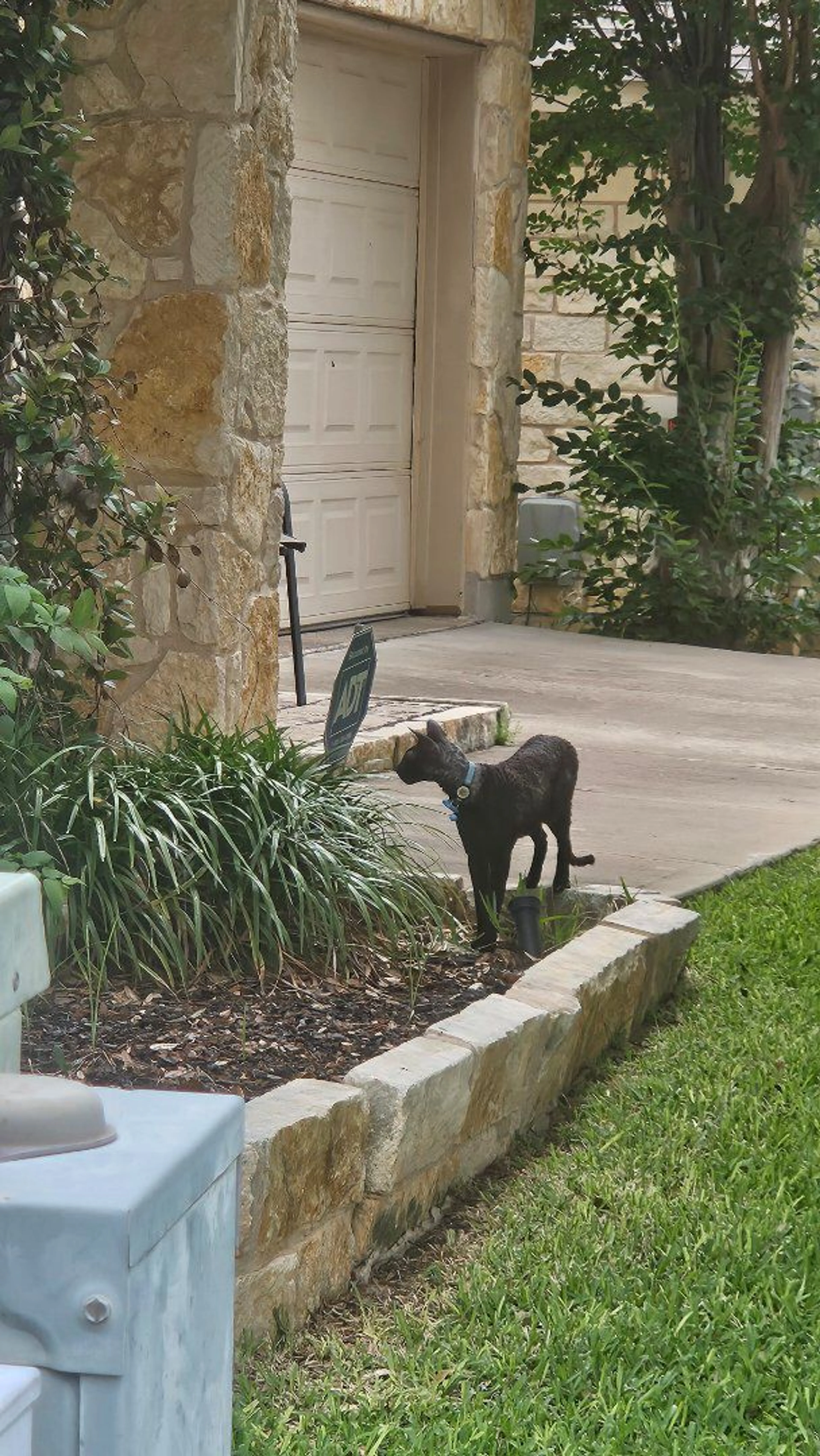 Lost pet-0