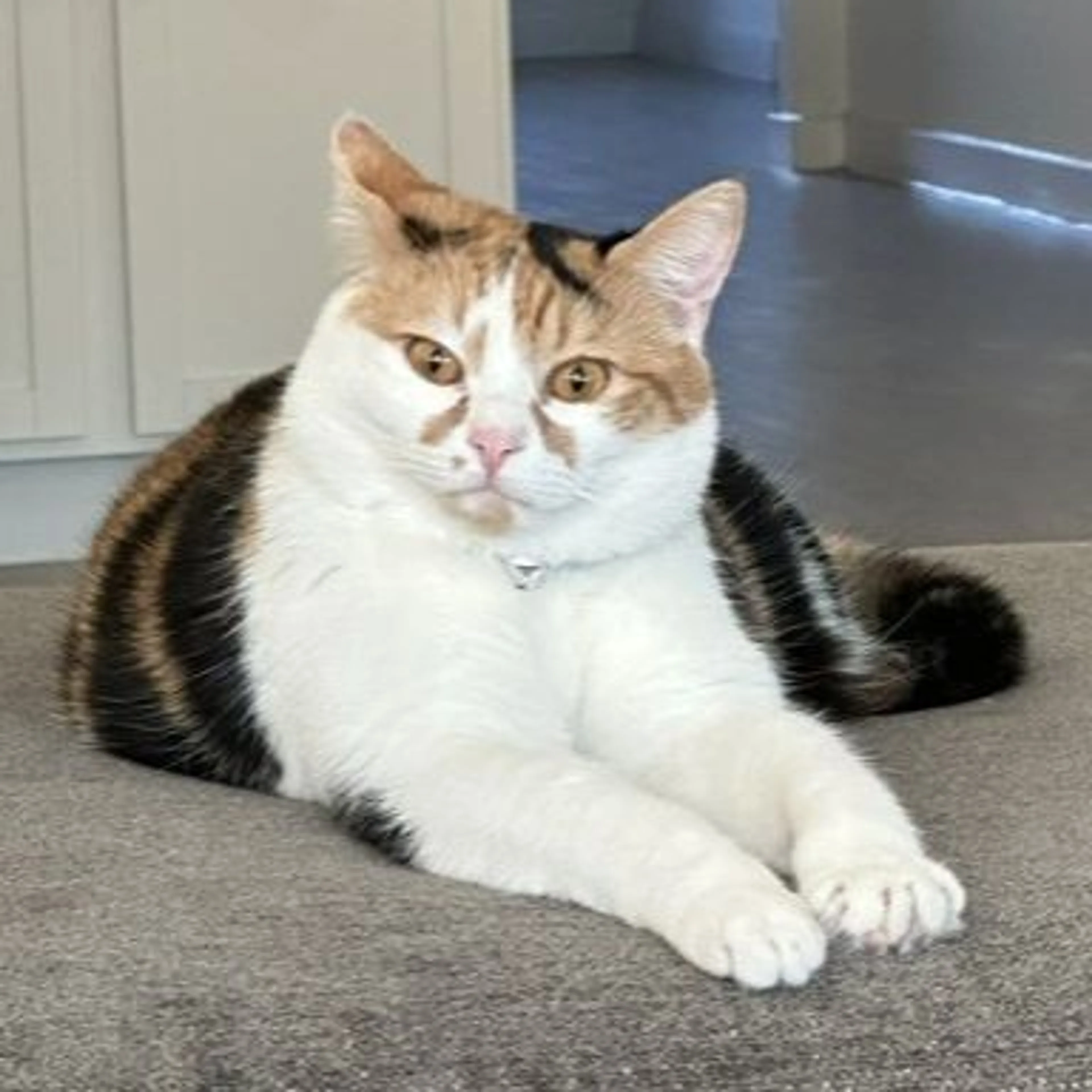 Lost pet-0