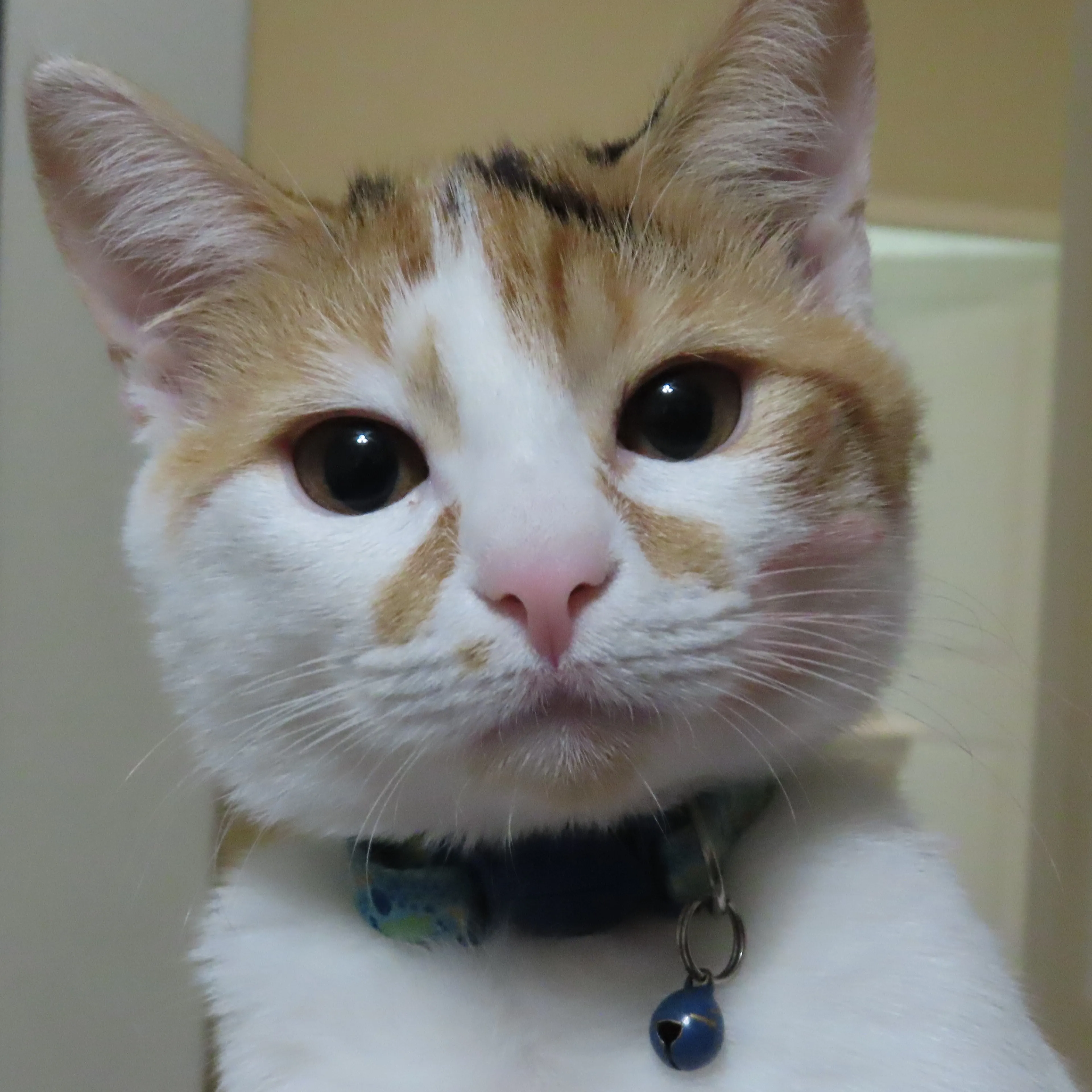 Lost pet-2