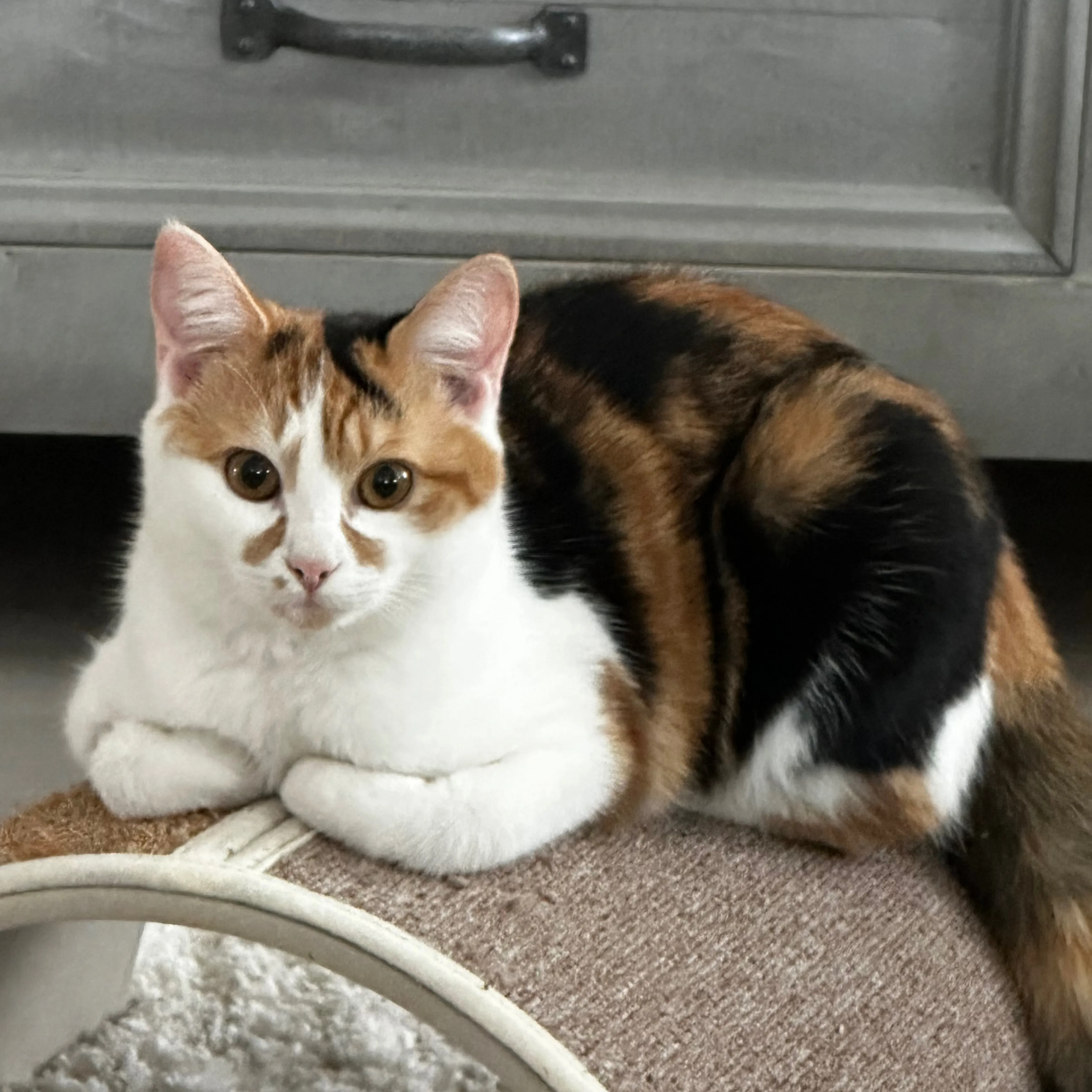 Lost pet-1
