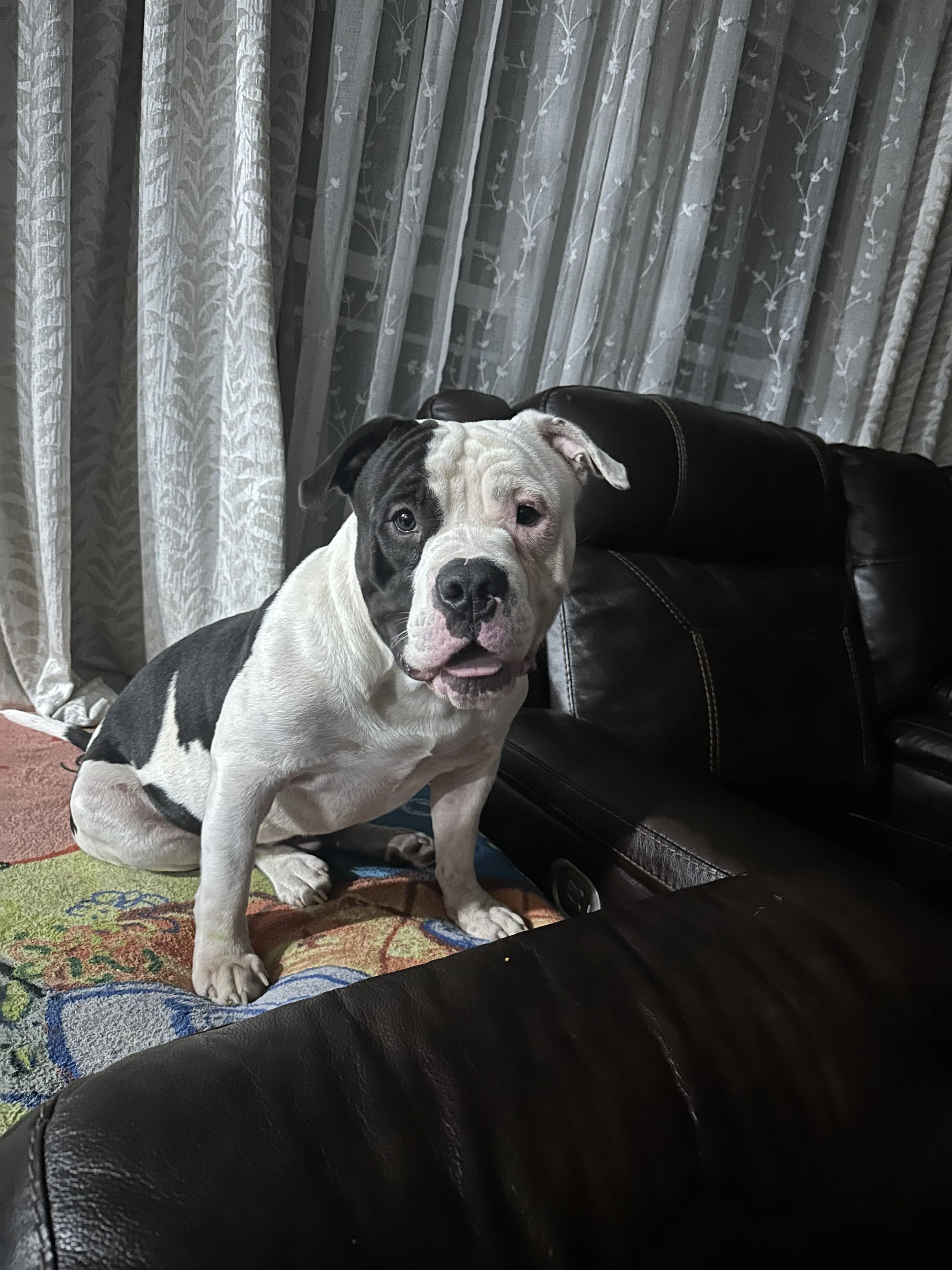 Lost pet-3