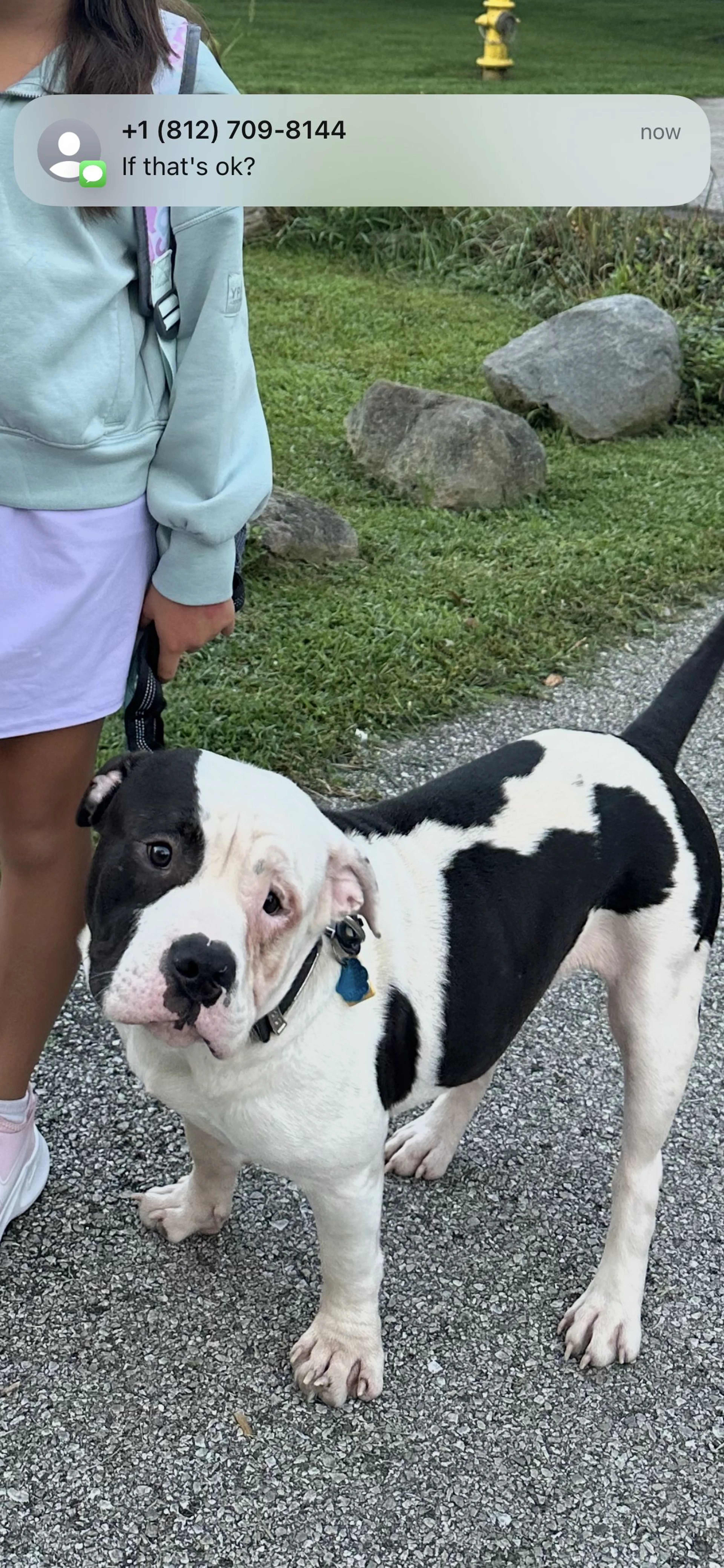 Lost pet-2