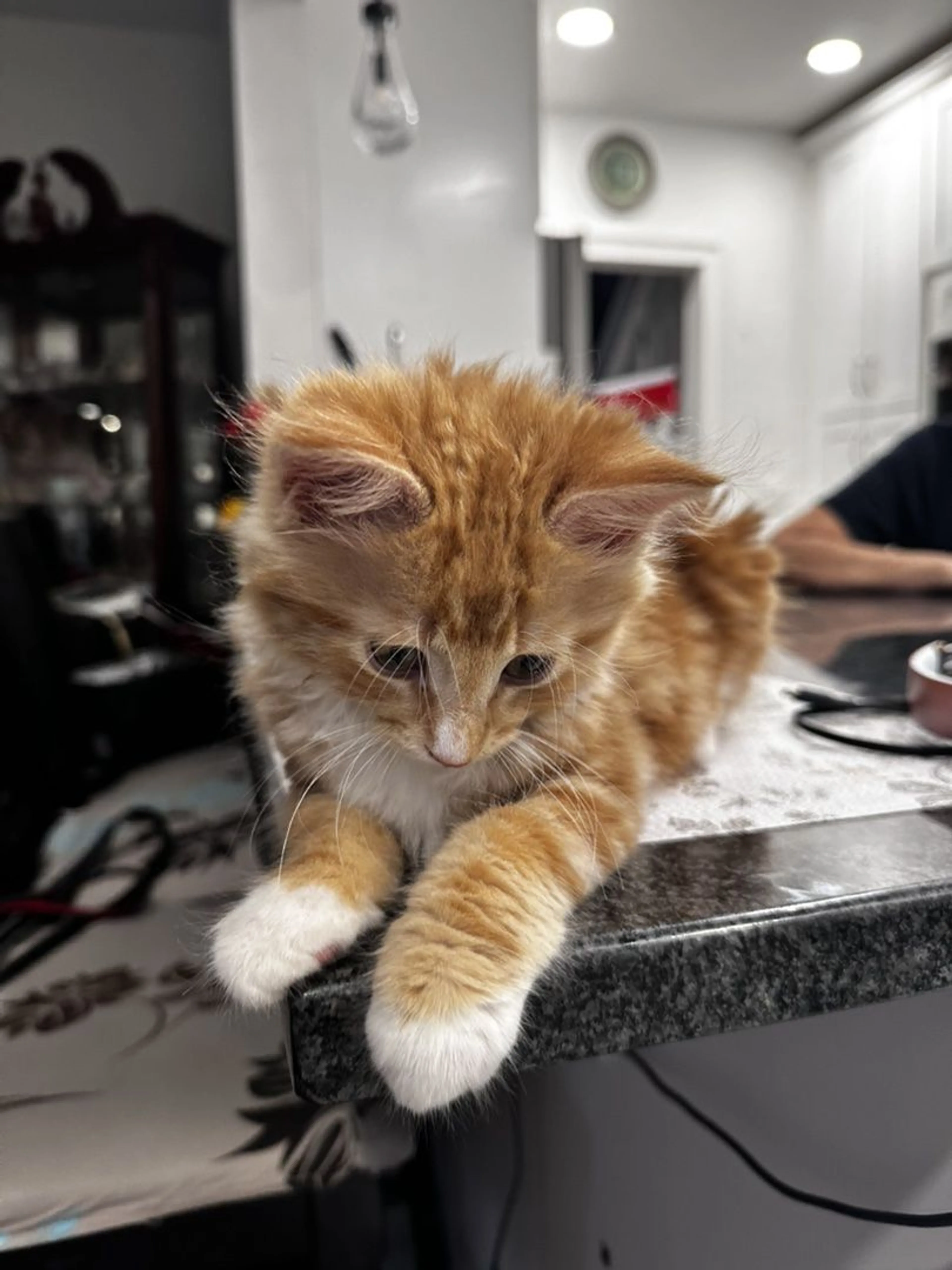Lost pet-1