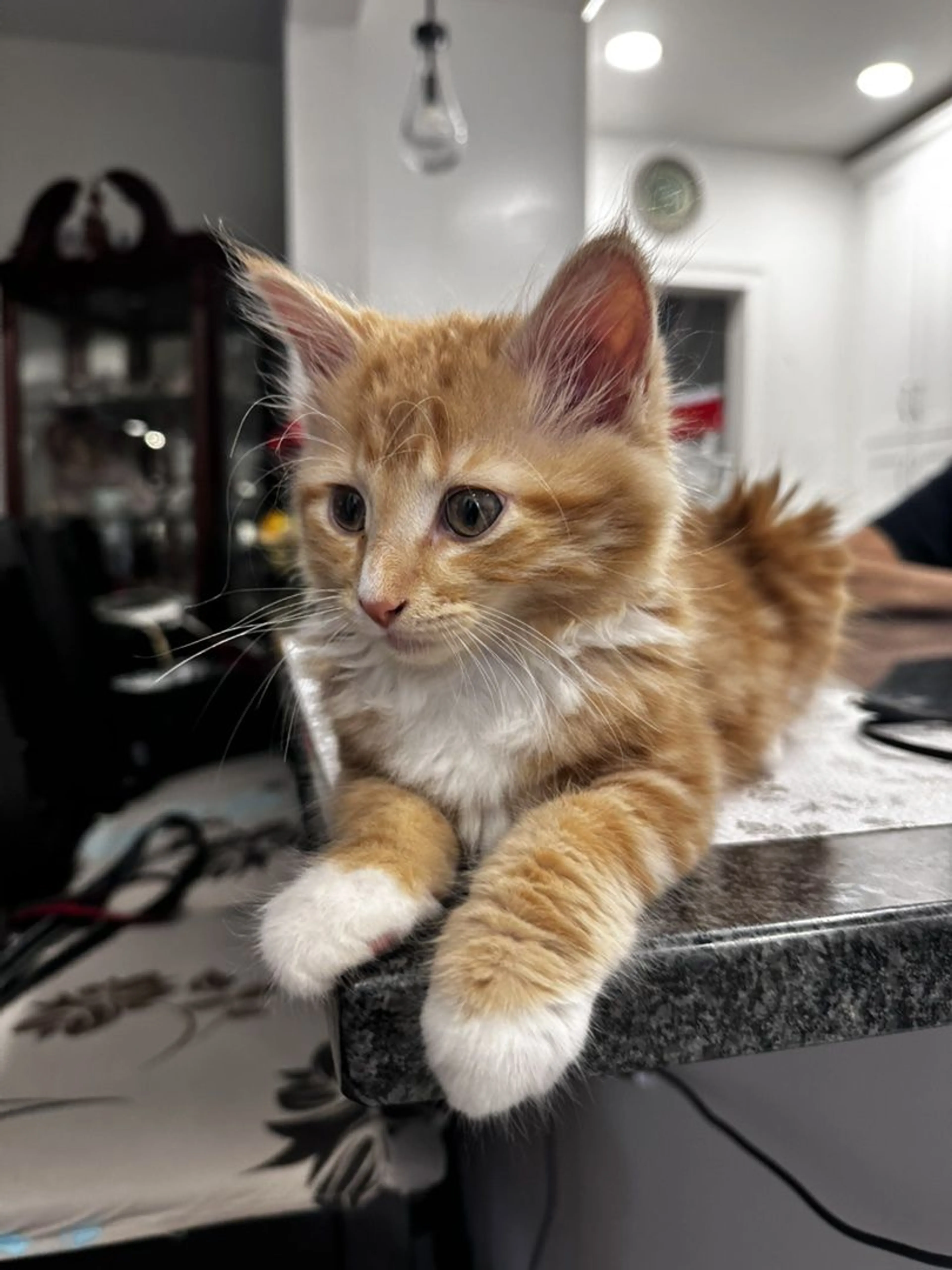 Lost pet-0