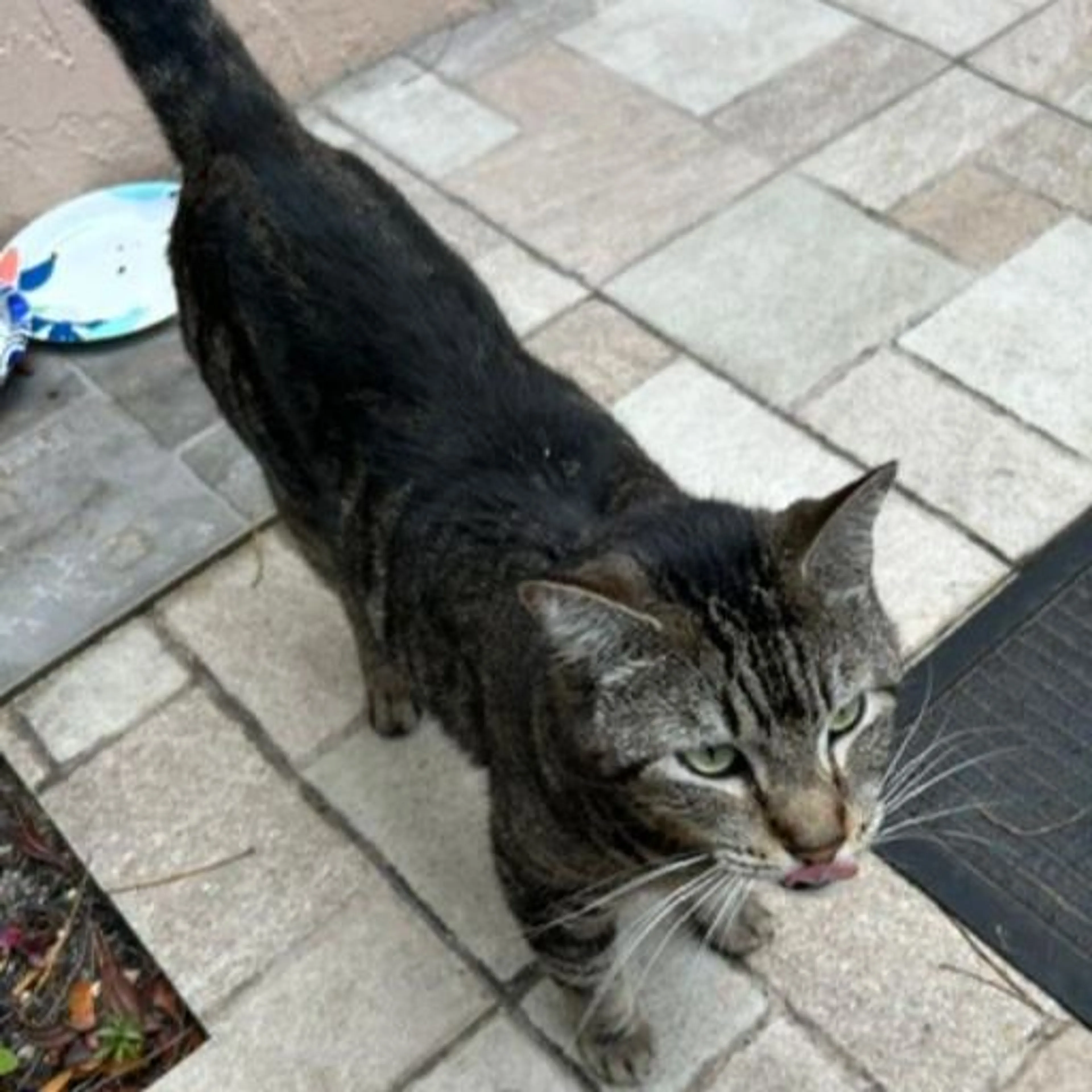 Found pet