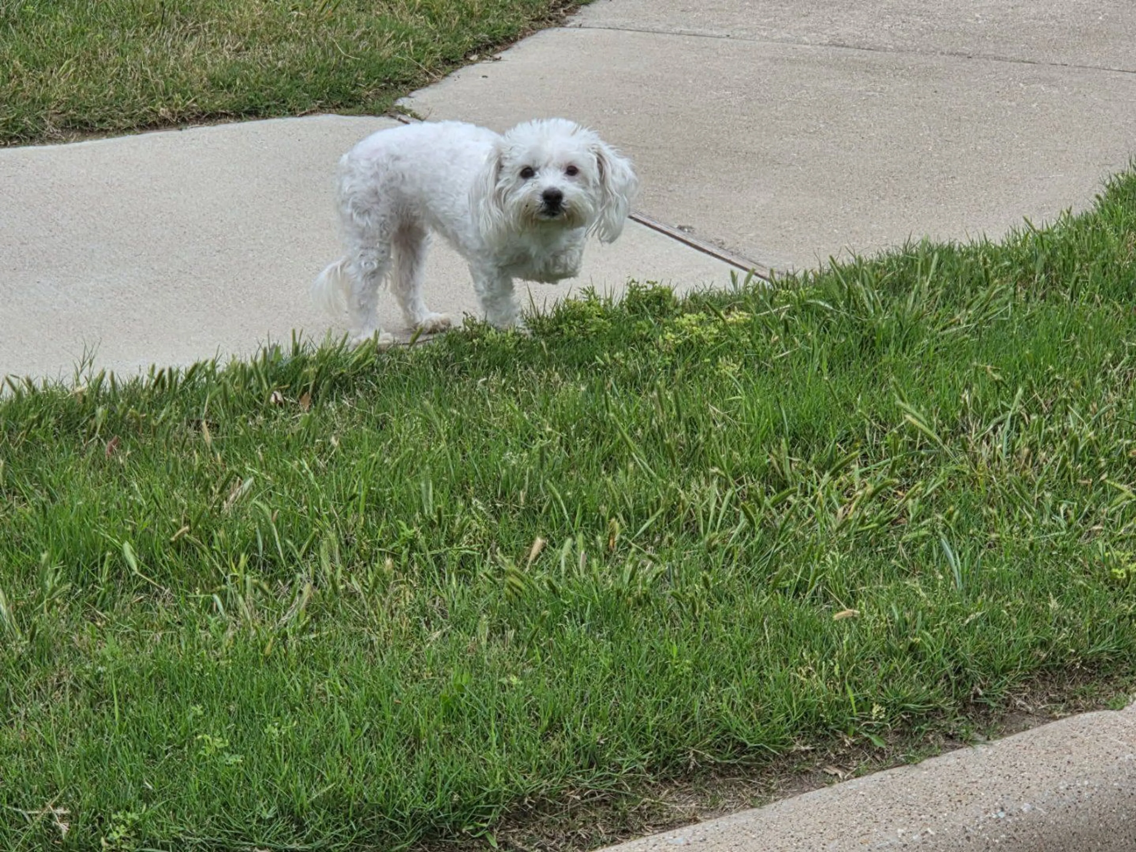 Lost pet-0