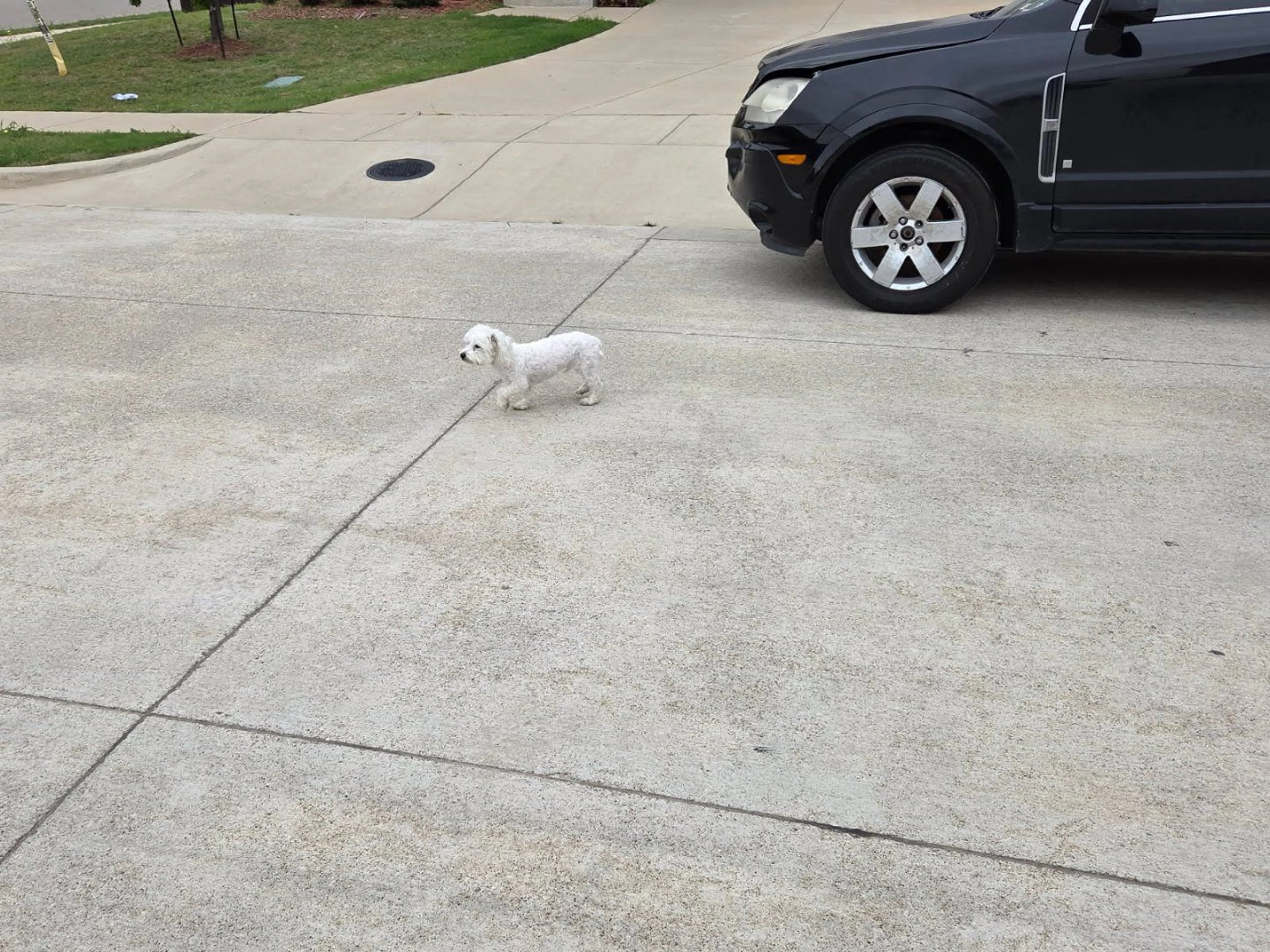 Lost pet-2