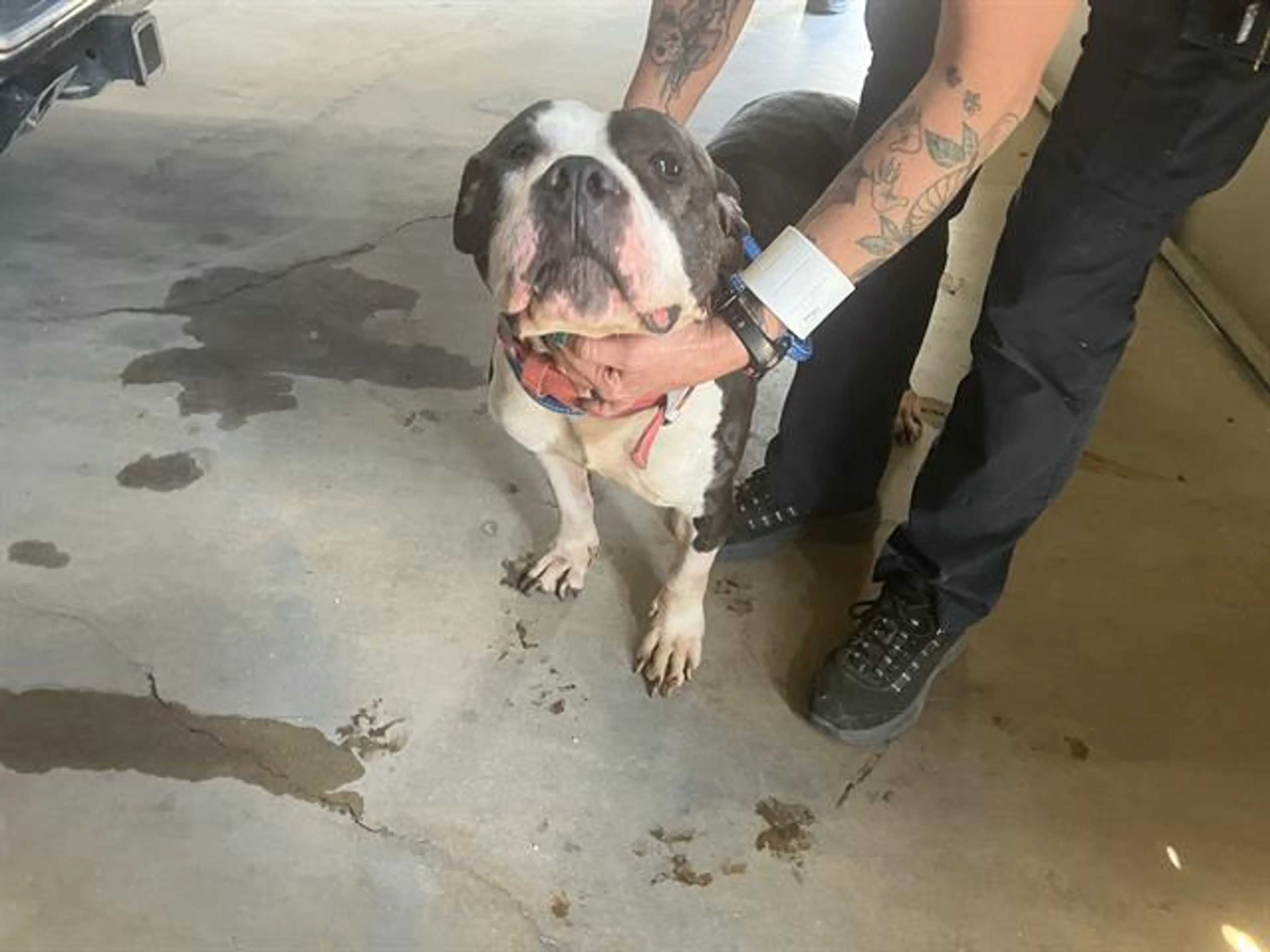 Found pet