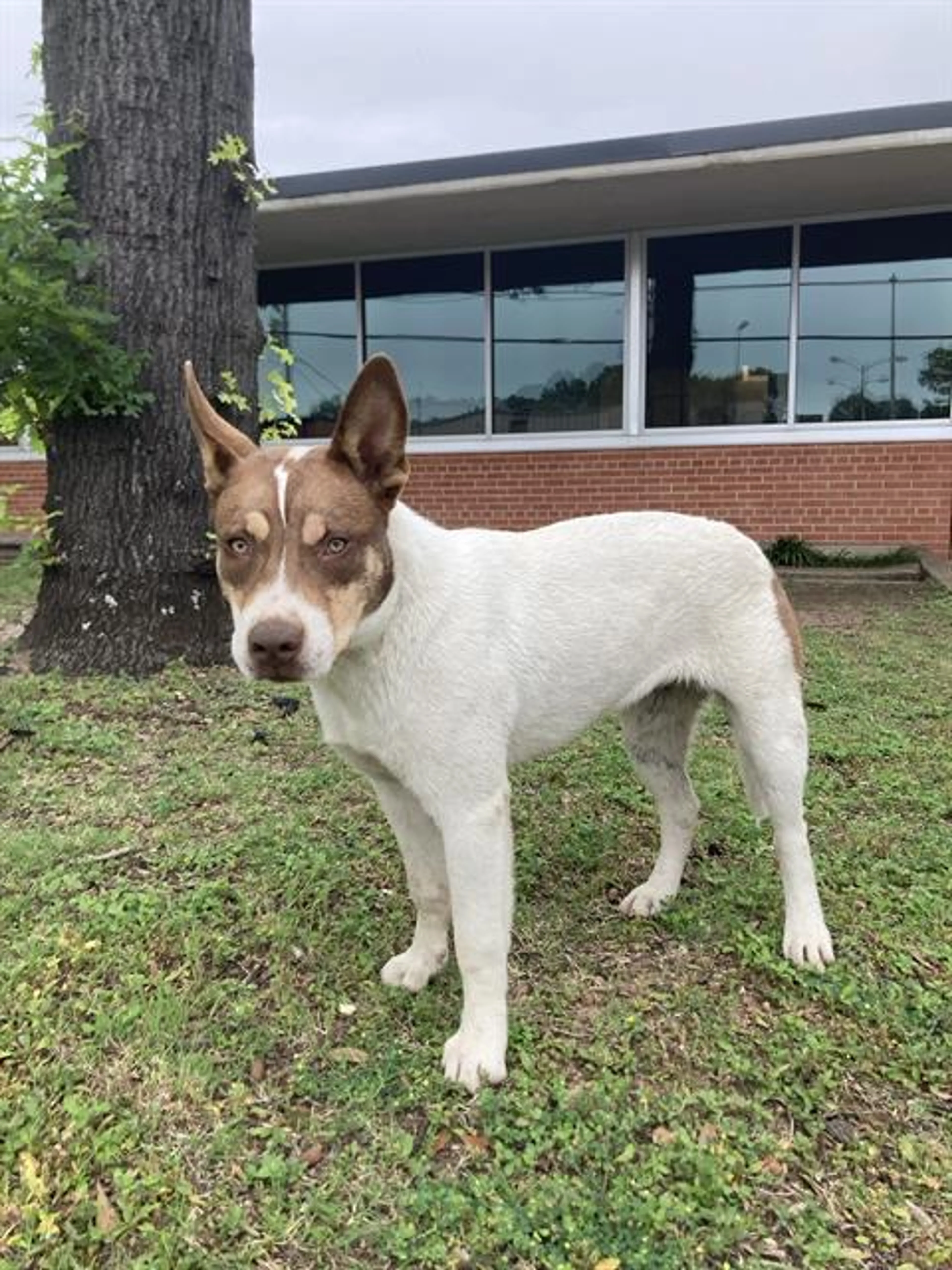 Found pet